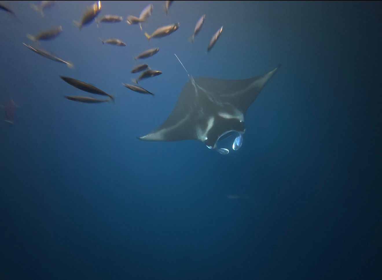 Photo 5 of Iruka Hawai‘i Dolphin and Manta Tours in Kailua-Kona, Big Island