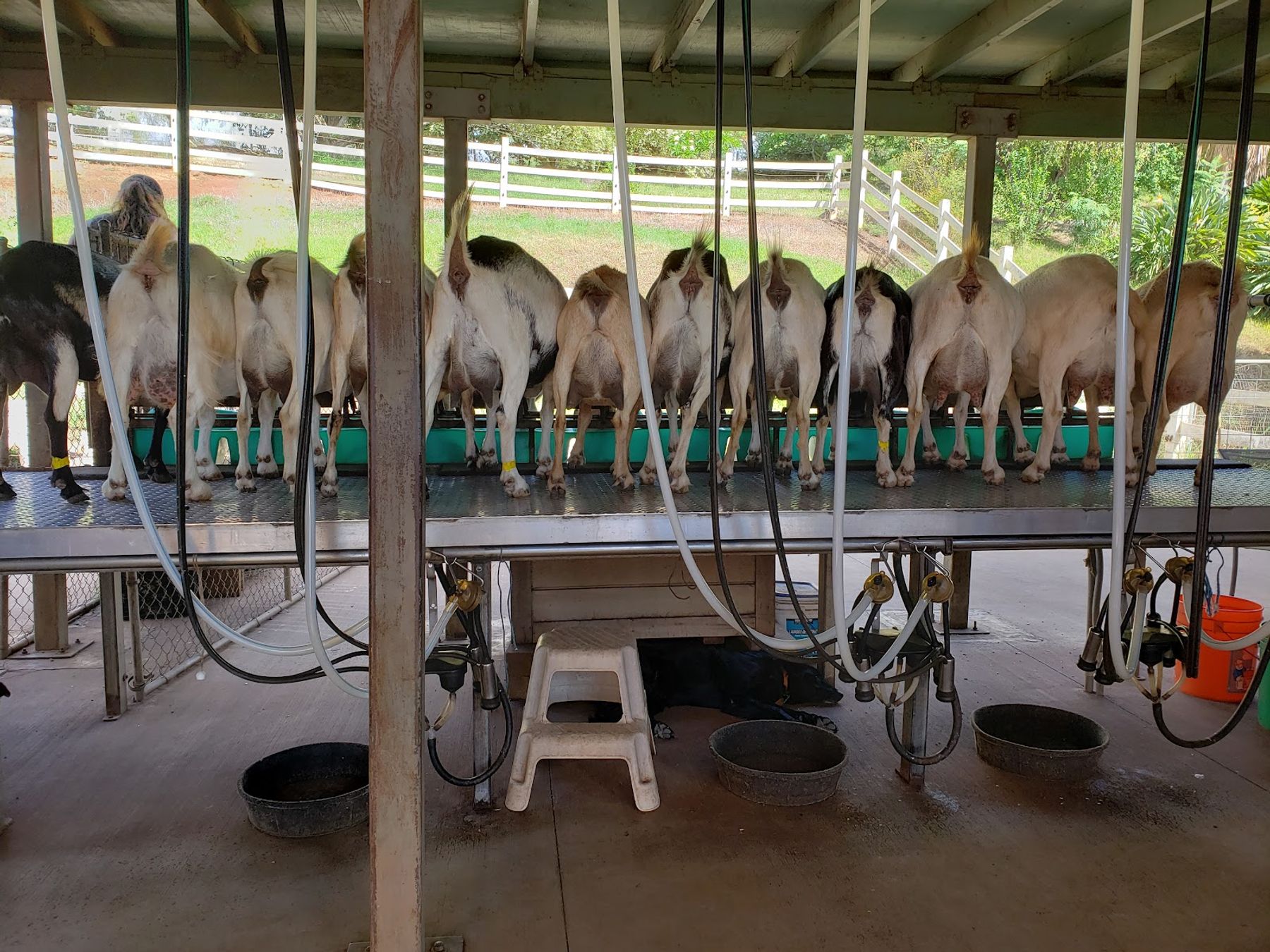 Photo 7 of Surfing Goat Dairy in Kula, Maui