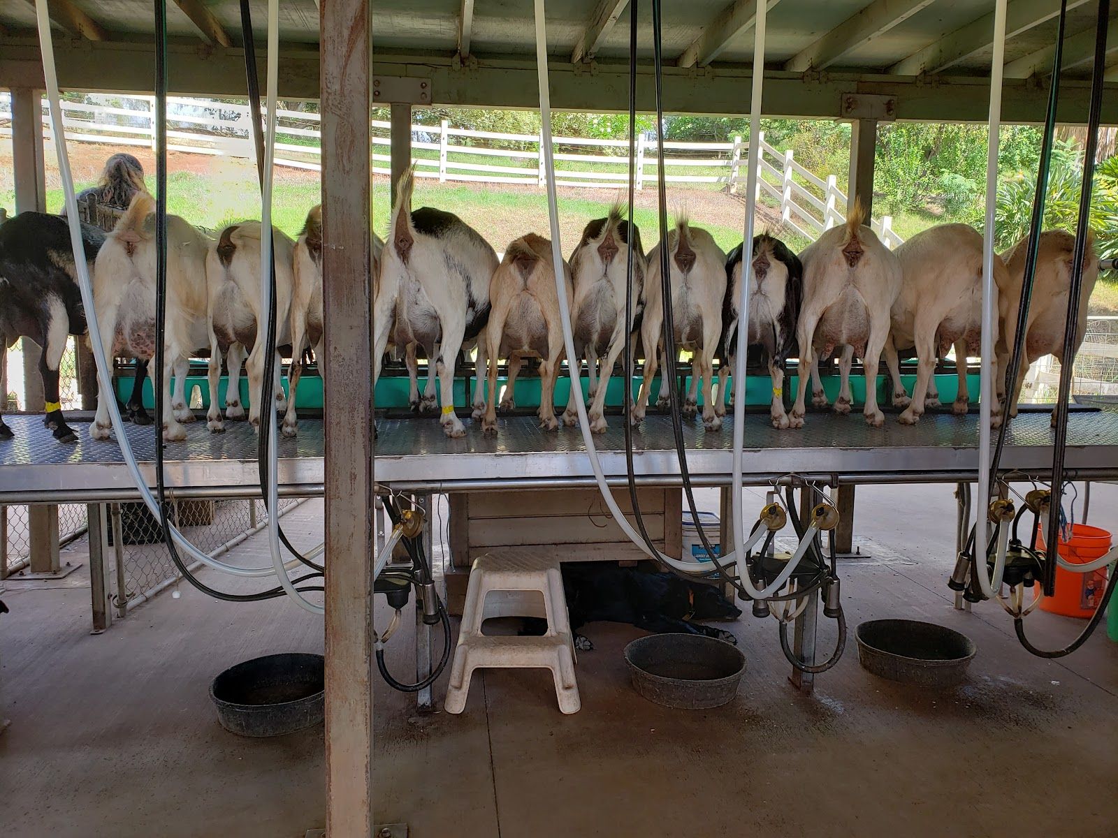 Photo 7 of Surfing Goat Dairy in Kula, Maui