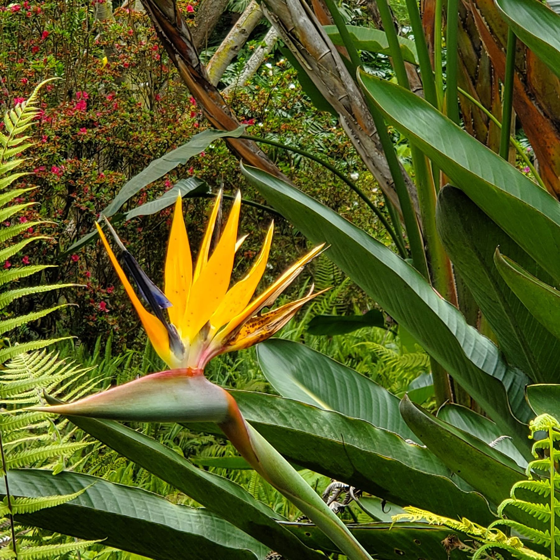 Photo 5 of Kula Botanical Garden in Kula, Maui
