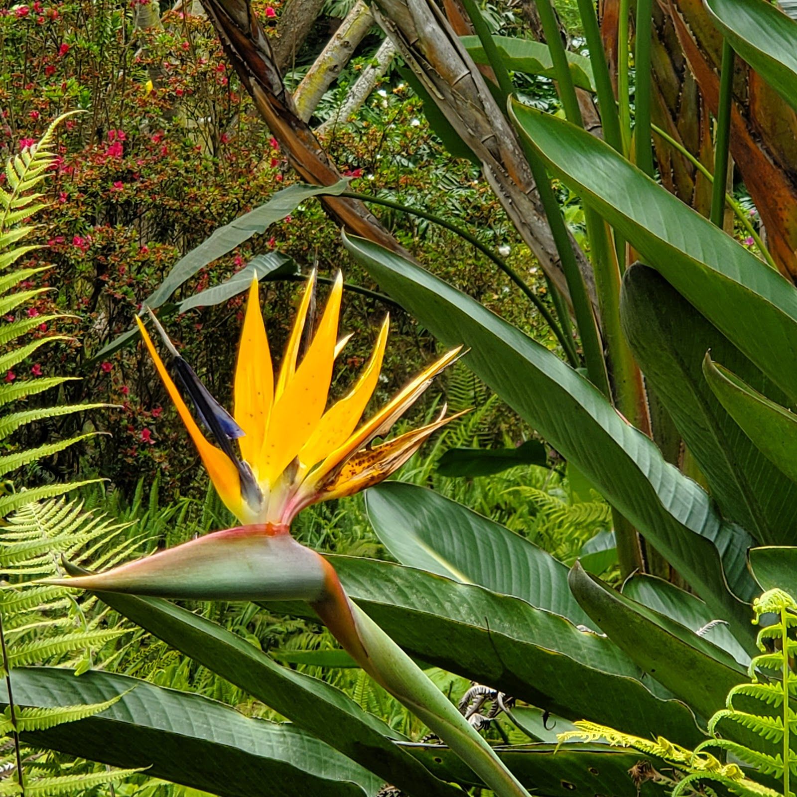 Photo 5 of Kula Botanical Garden in Kula, Maui