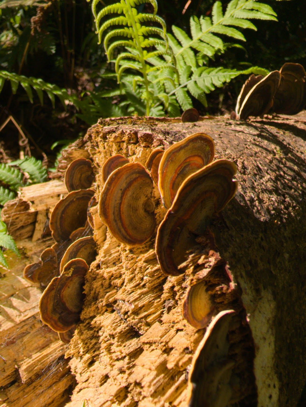 Photo 9 of Kalopa Native Forest Trail in Honokaʻa, Big Island
