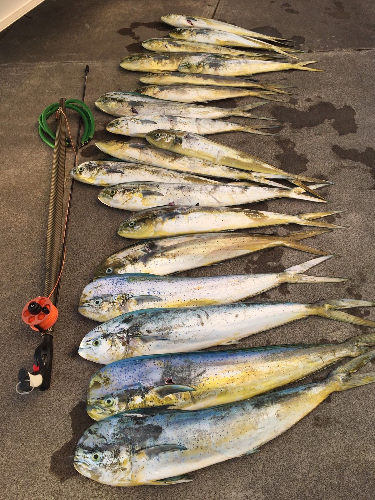 Photo 4 of Top Shot Spearfishing in Kailua-Kona, Big Island