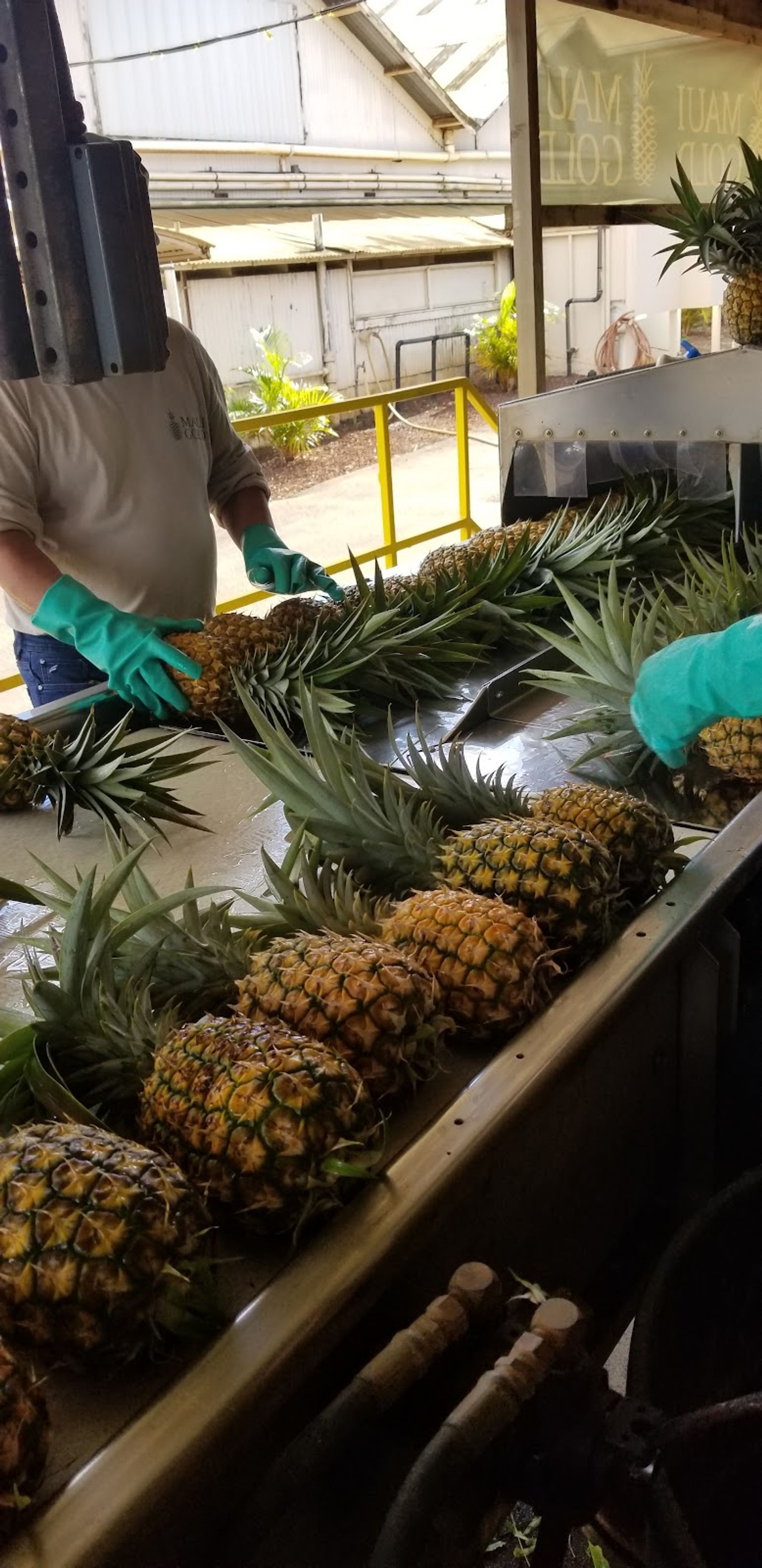 Photo 6 of Maui Gold Pineapple in Makawao & Pukalani, Maui