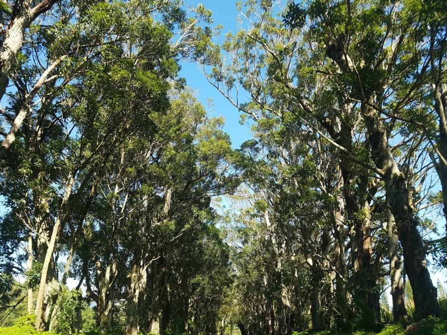 Maluhia Road Tree Tunnel in Kōloa, Kaua‘i