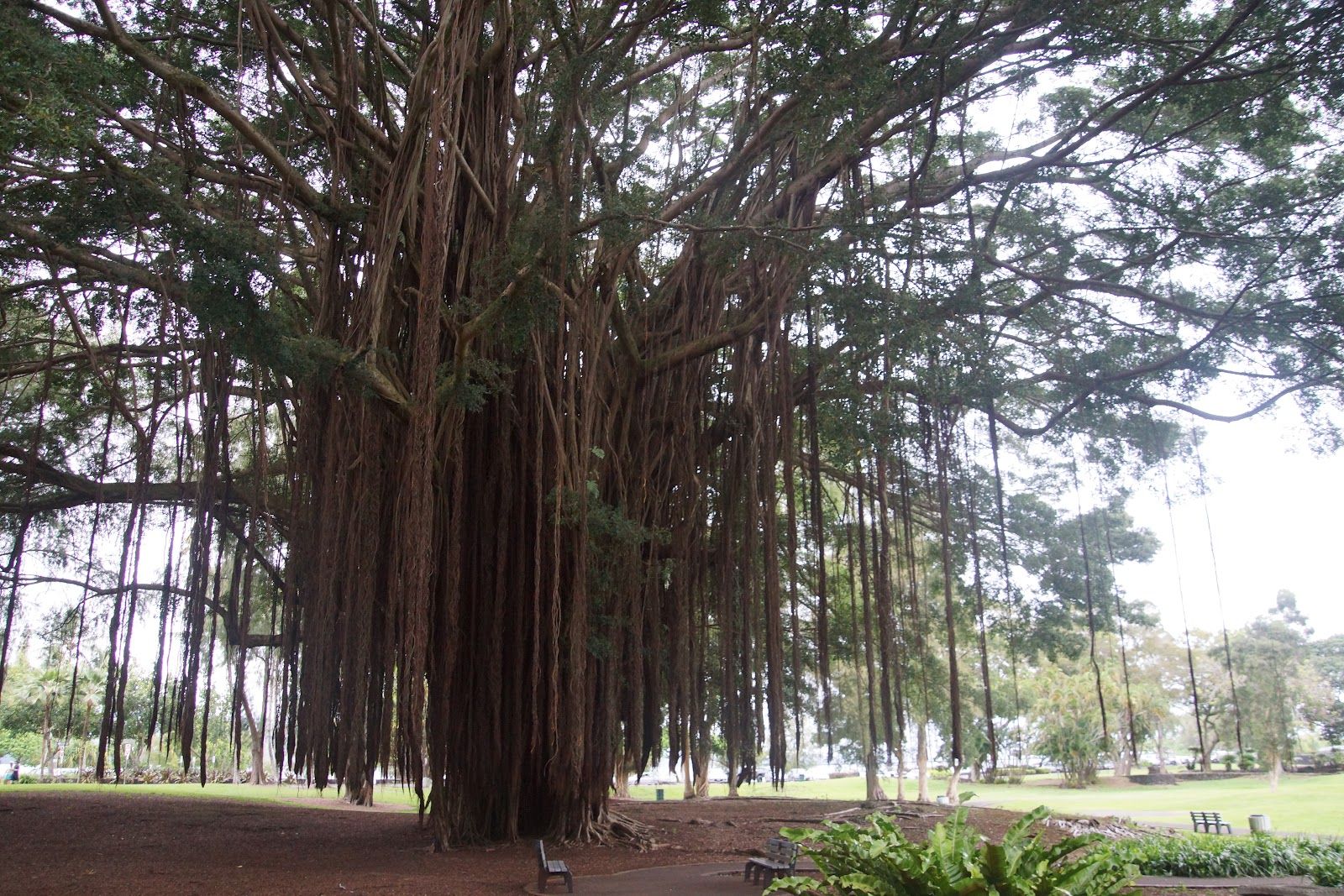 Photo 10 of Liliʻuokalani Botanical Garden in Mānoa, Makiki & Nuʻuanu, Oahu