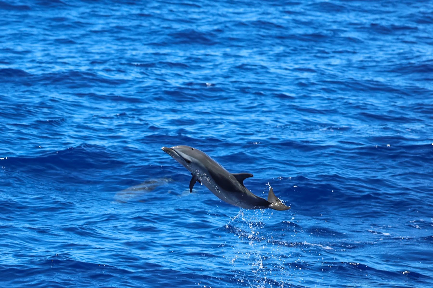 Photo 5 of Dolphins and You in Waikīkī, Oahu