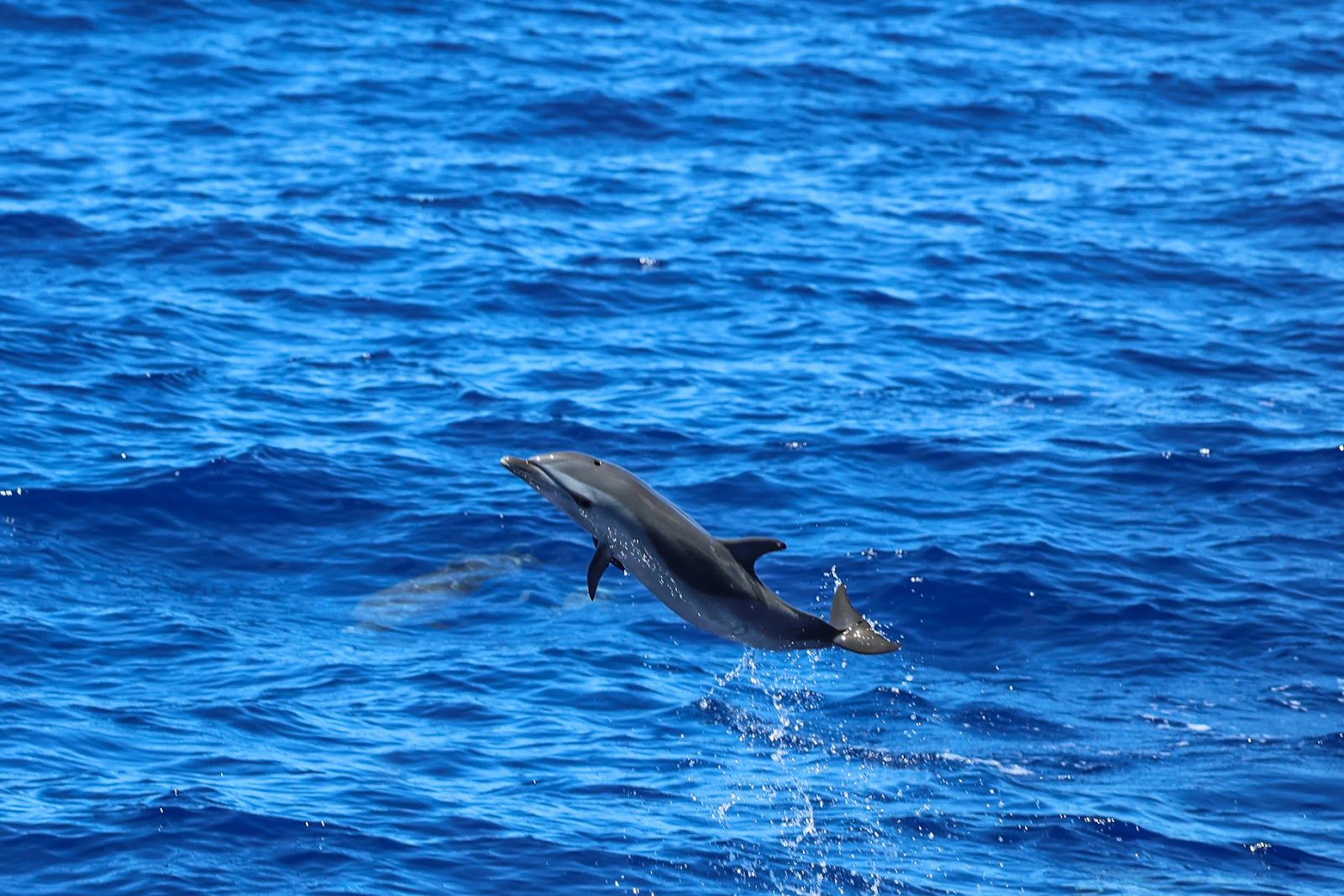 Photo 5 of Dolphins and You in Waikīkī, Oahu