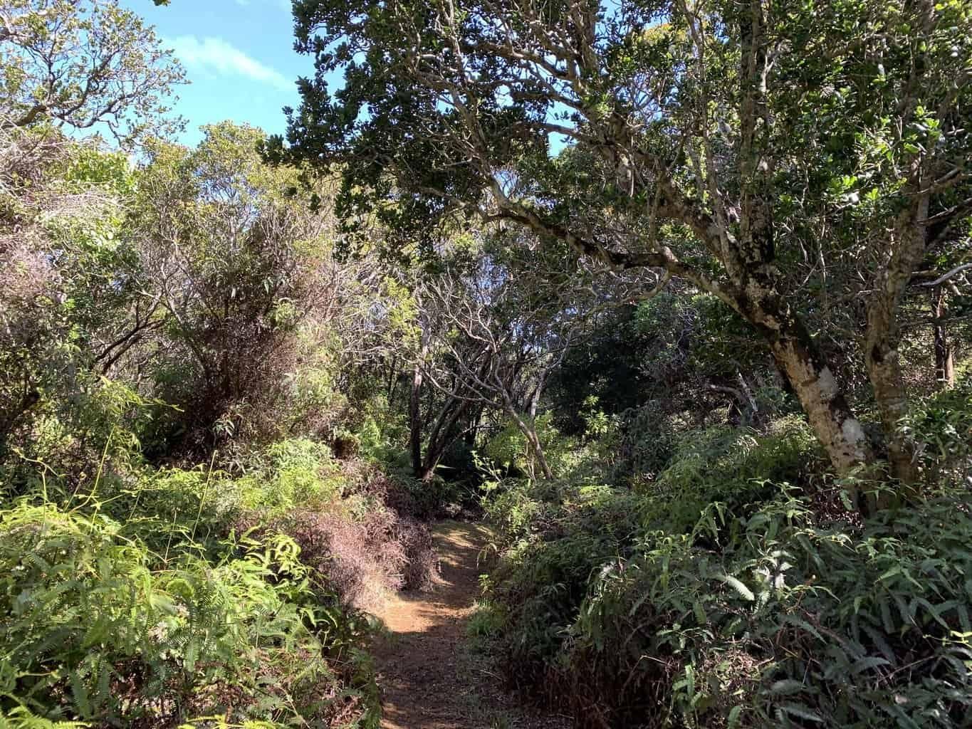 Kaluapuhi Trail in Waimea, Kaua‘i photo 2