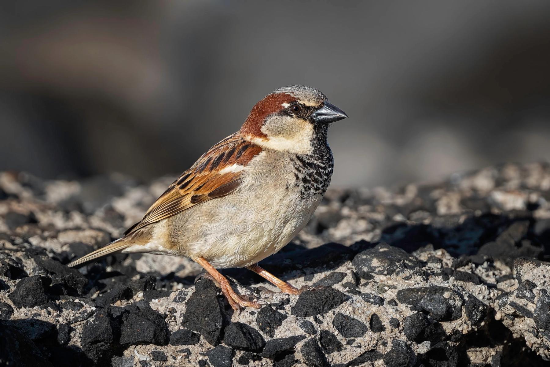 House sparrow standing on dark volcanic rocks, lit by warm sun with a softly blurred background
