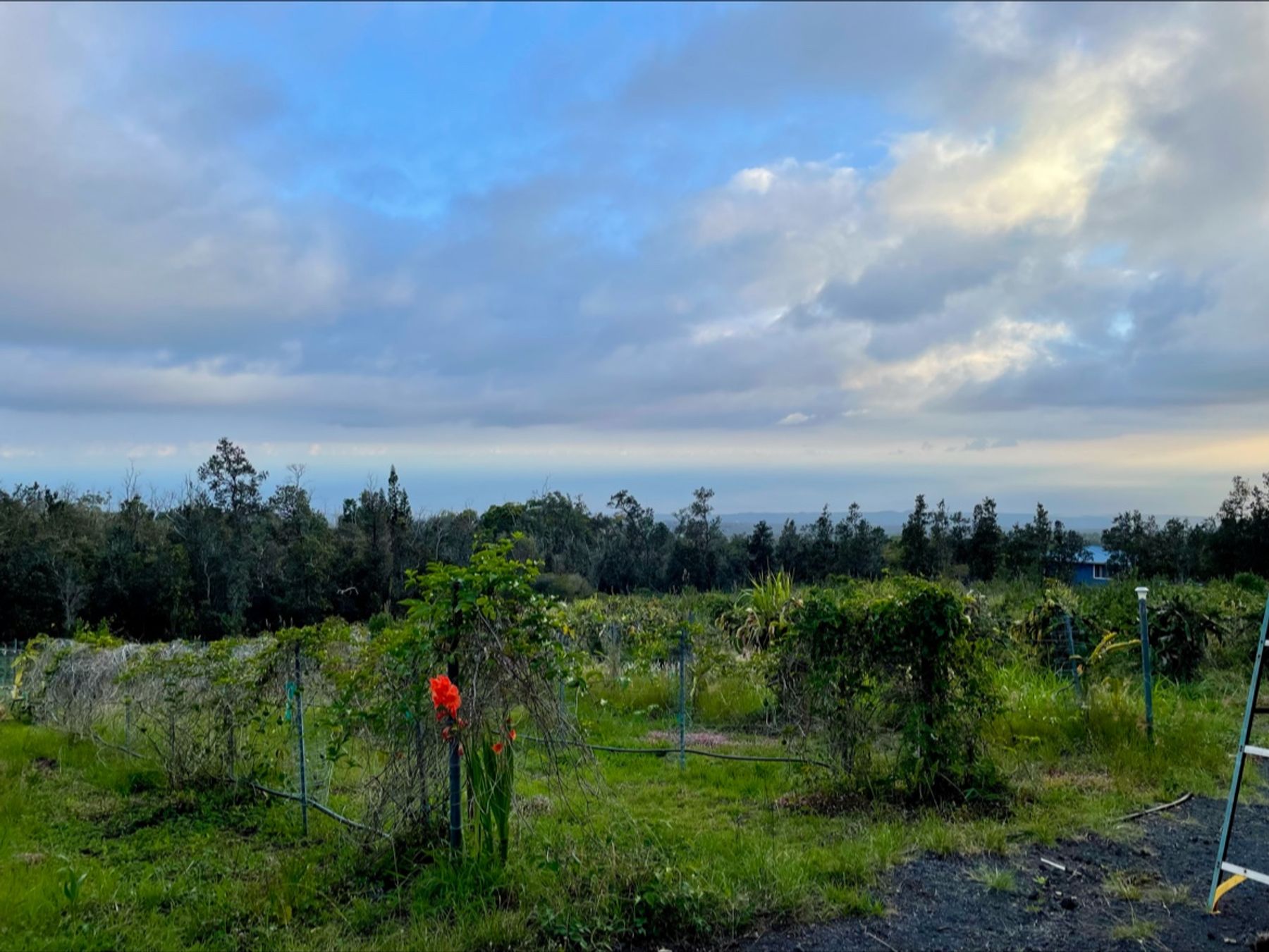 Photo 3 of Tai Shan Farms in South Point, Big Island