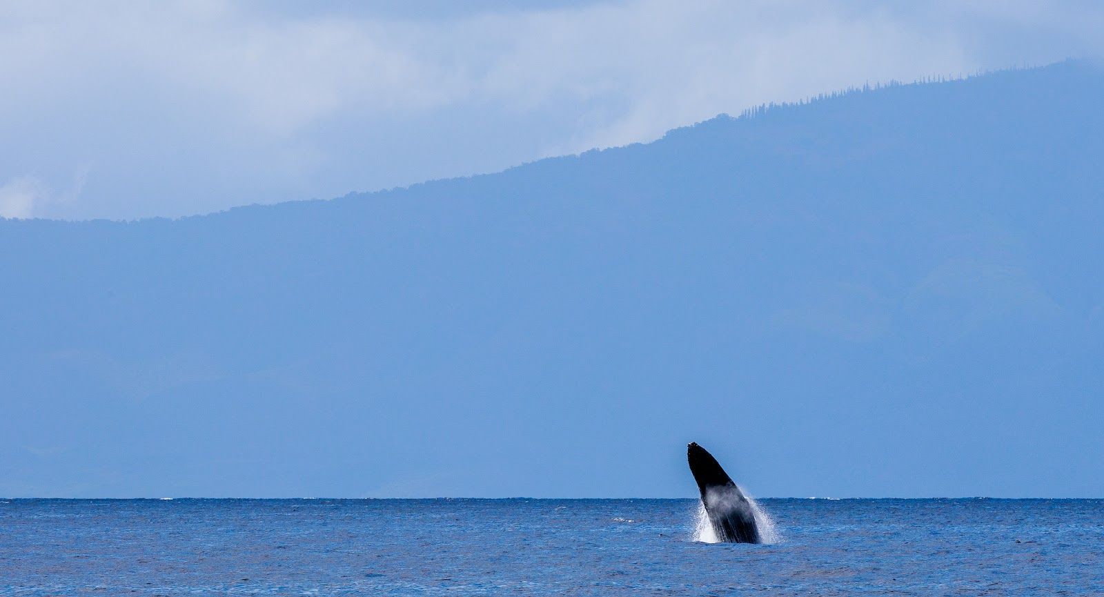 Photo 4 of Kai Kanani Sailing in Wailea, Maui