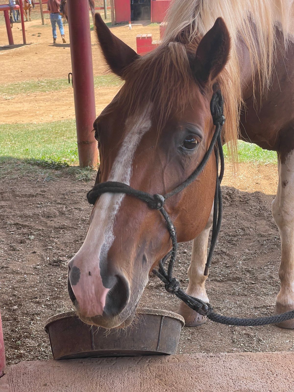 Photo 9 of Gunstock Ranch in Kahuku & Turtle Bay, Oahu