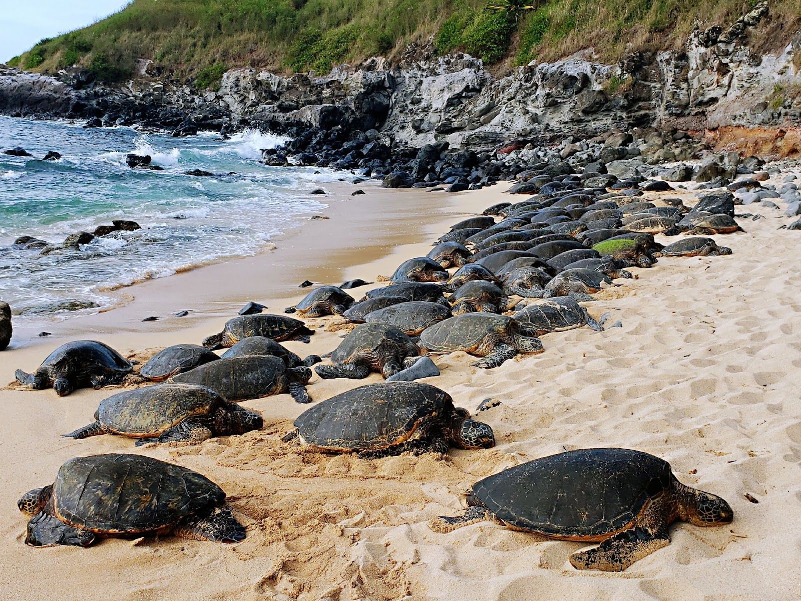 Photo 3 of Ho'okipa Beach Park in Pāʻia, Maui