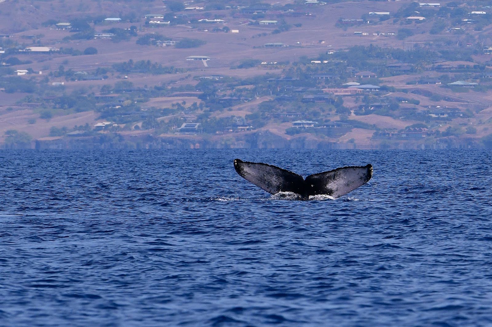 Photo 5 of Hawaii Island Private Charters in Mauna Kea Beach, Big Island
