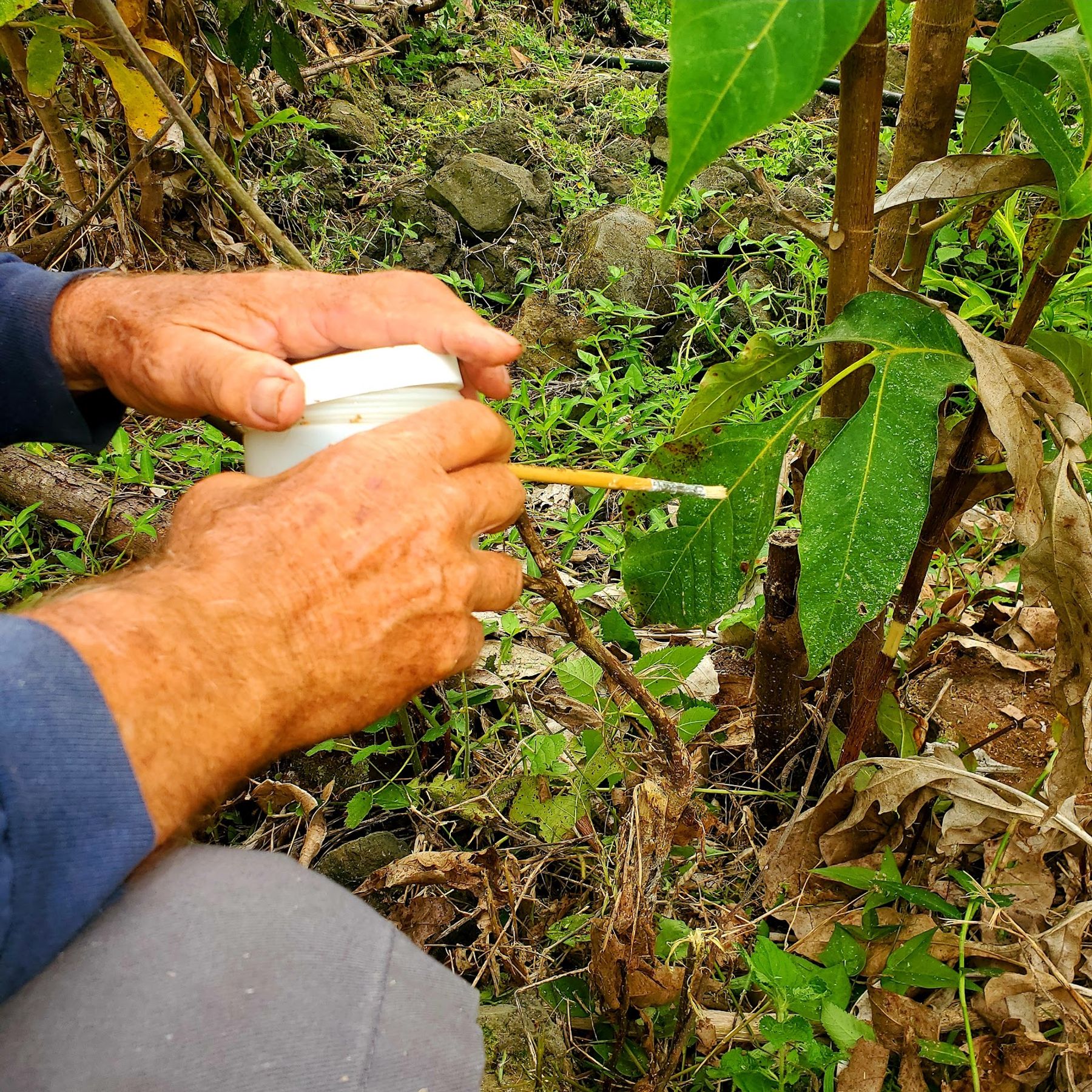 Photo 9 of Amy Greenwell Ethnobotanical Garden in South Kona, Big Island