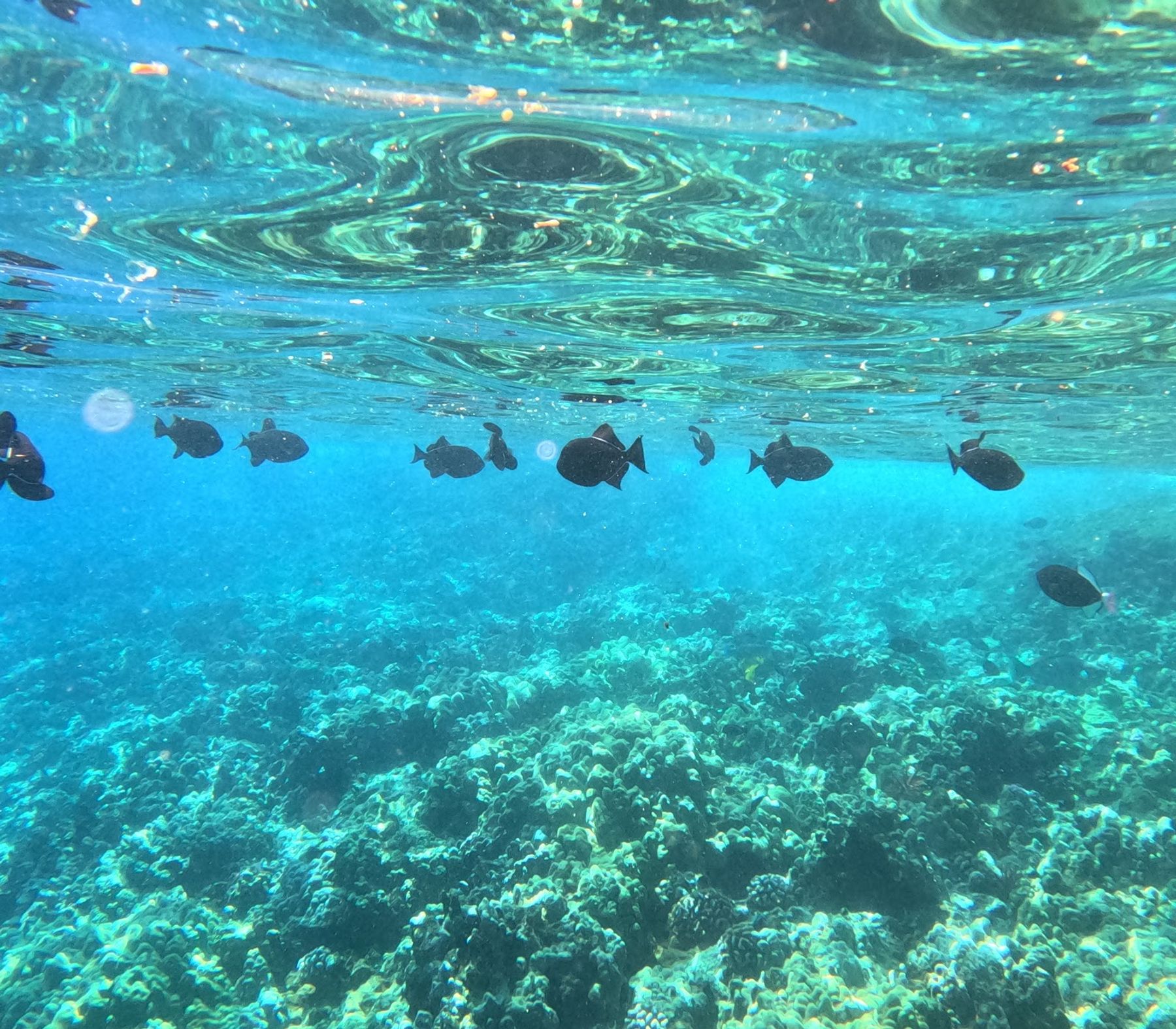 Photo 5 of Maui Snorkeling in Māʻalaea, Maui