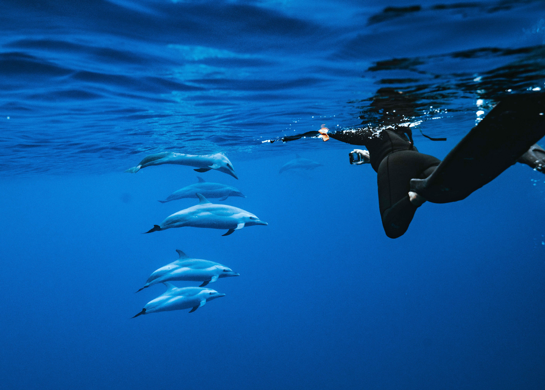 Photo 1 of Iruka Hawaii Dolphin Snorkeling Tours in Ala Moana & Mōʻiliʻili, Oahu