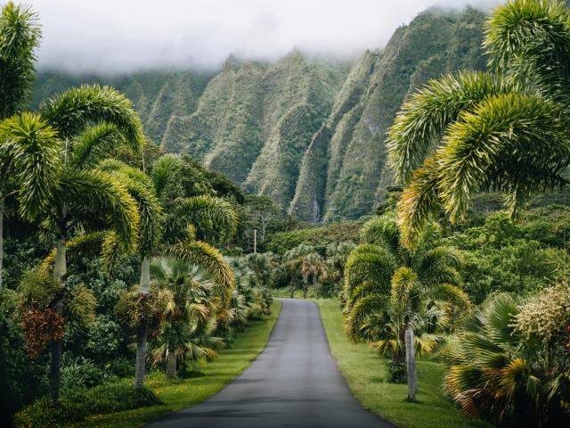 a road surrounded by green foliage and verdant cliffs in the backgroud