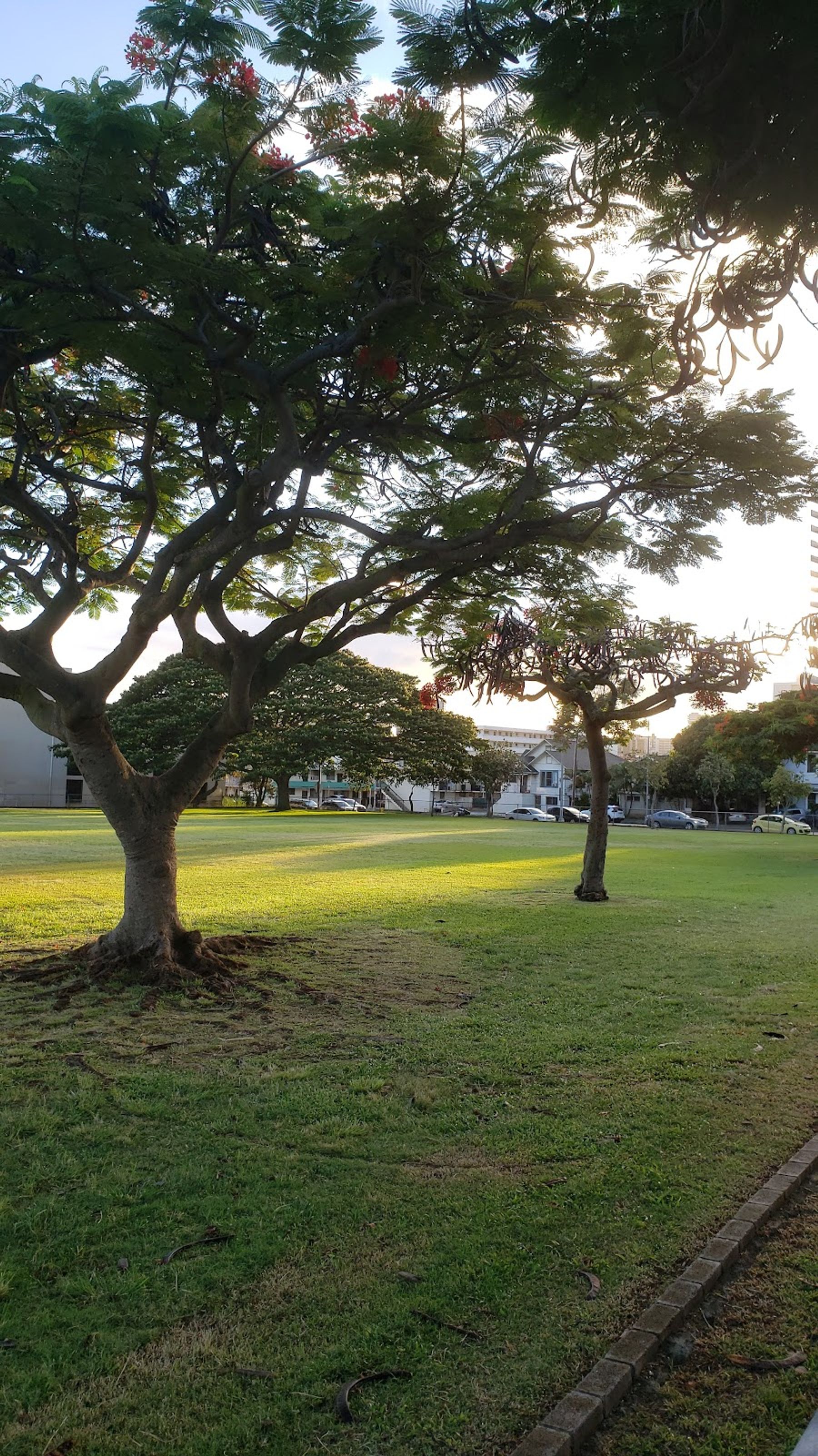 Photo 3 of Makiki District Park in Mānoa, Makiki & Nuʻuanu, Oahu