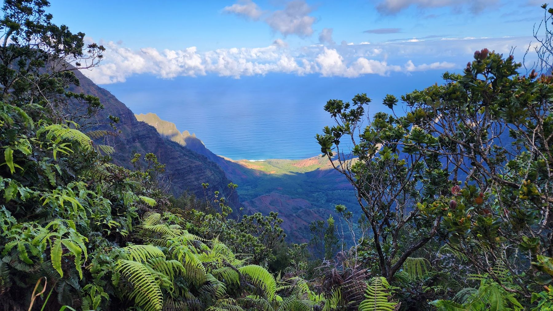 Pihea Trail in Hanapepe, Kaua‘i photo 6