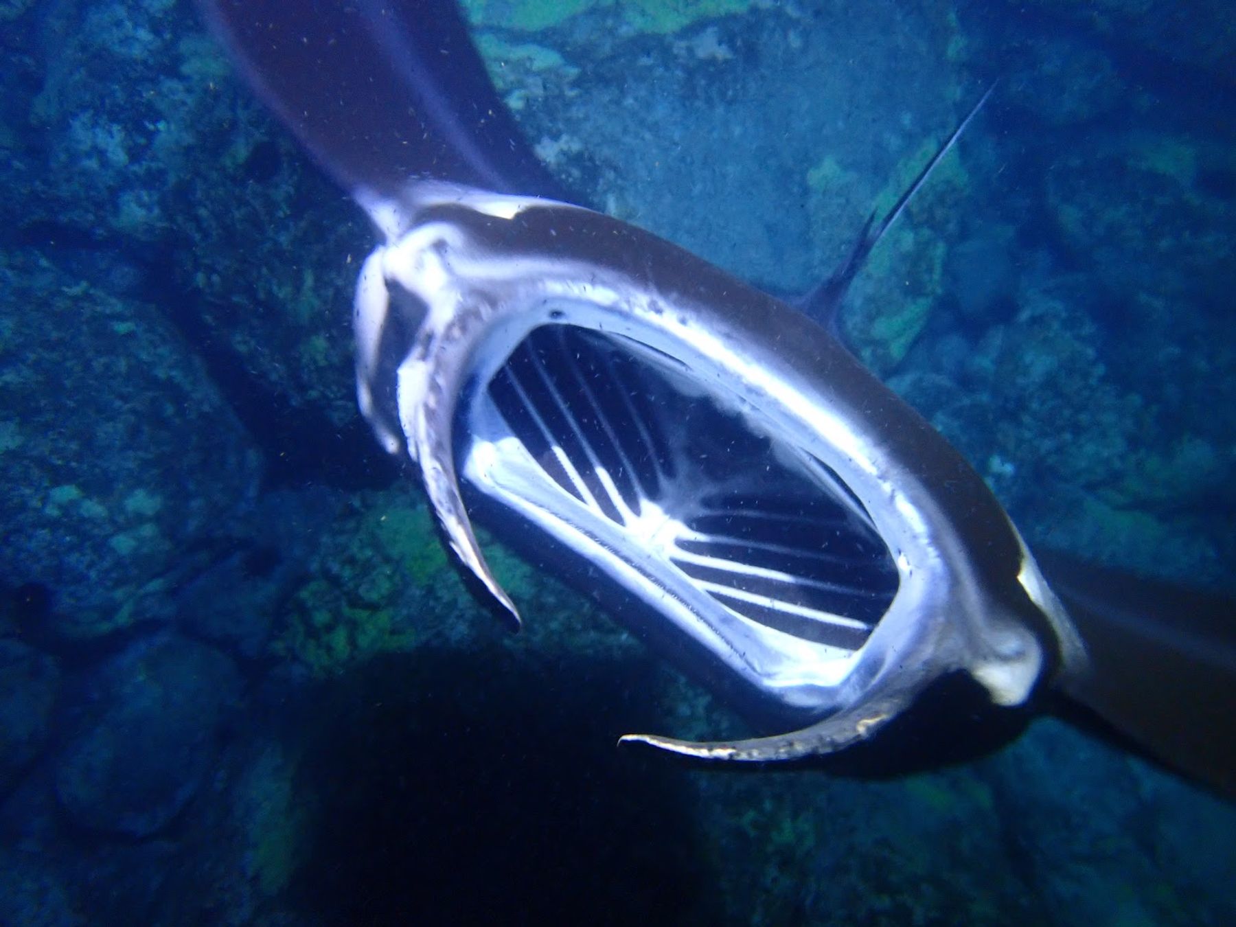 Photo 7 of Hawaii Snorkel Tours in Kailua-Kona, Big Island