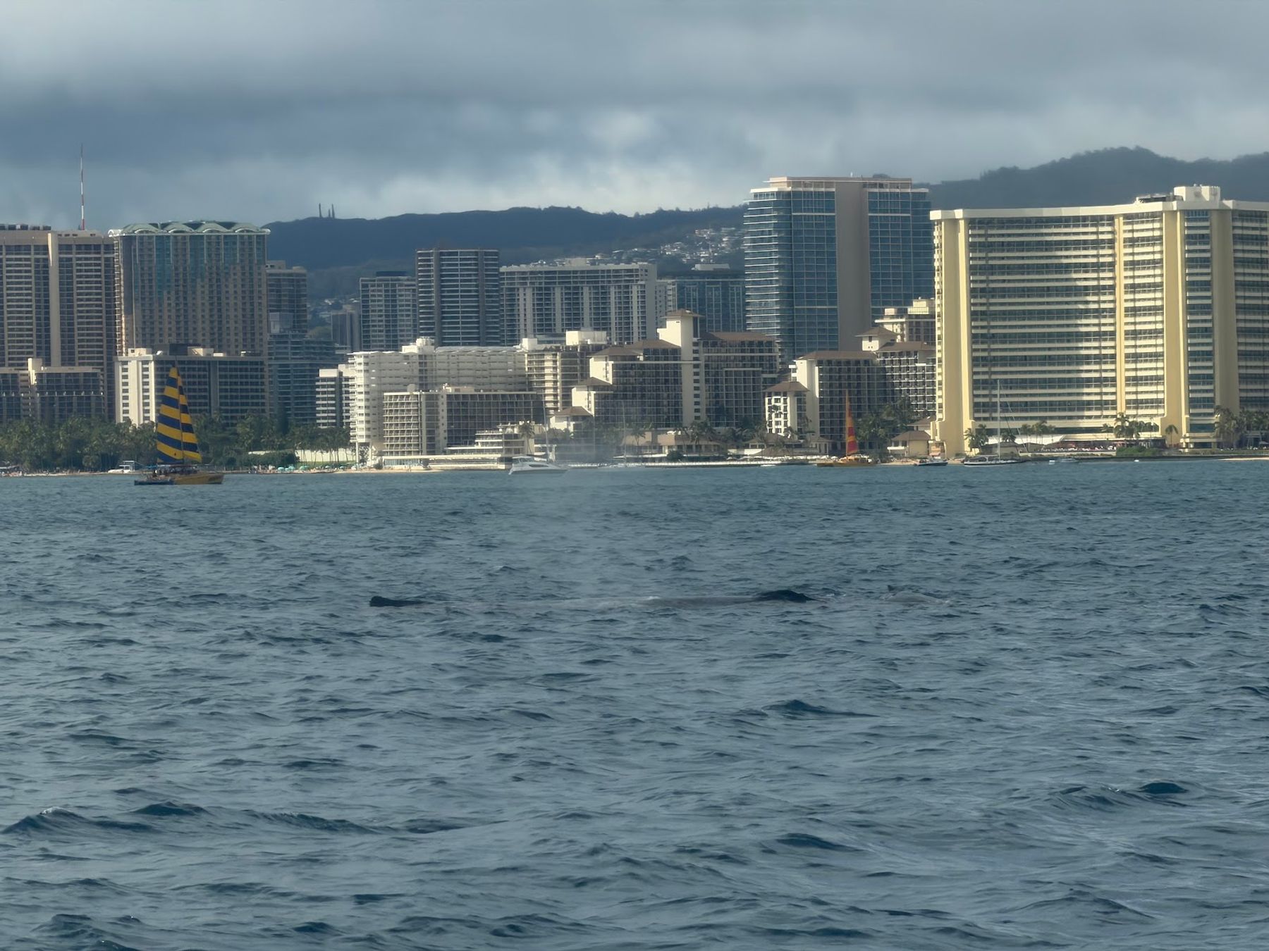 Photo 5 of Honolulu Snorkel Company in Ala Moana & Mōʻiliʻili, Oahu
