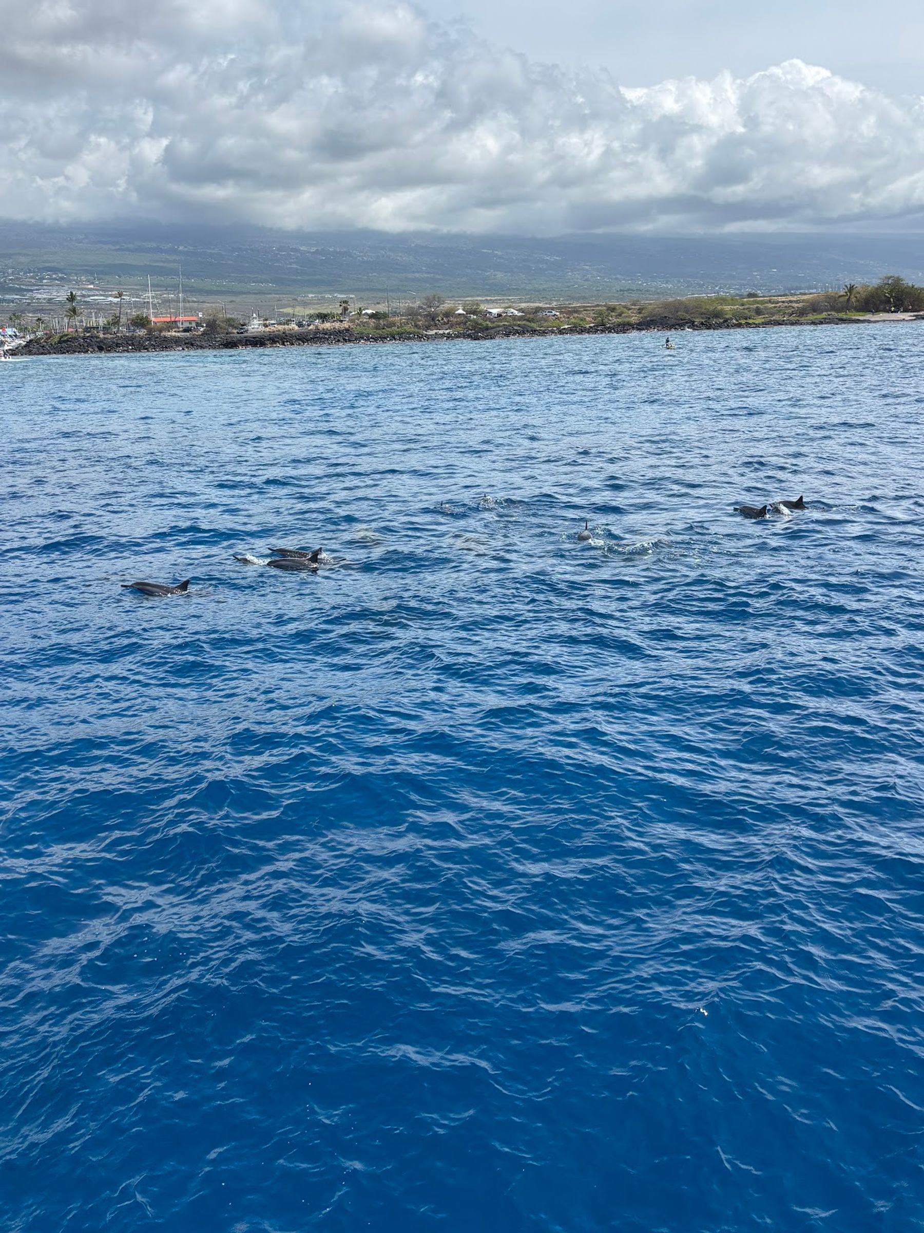 Photo 8 of Hang Loose Boat Tours in Kailua-Kona, Big Island