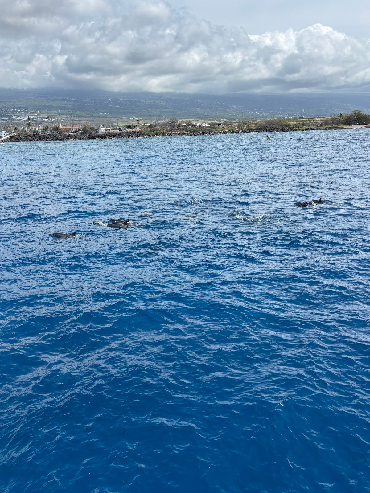 Photo 8 of Hang Loose Boat Tours in Kailua-Kona, Big Island