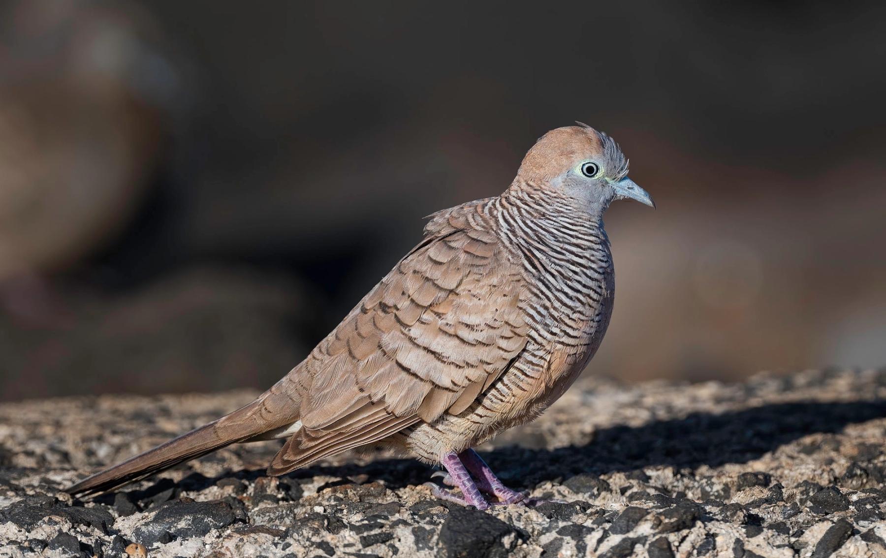 Side-profile closeup of a zebra dove standing on rough gravel with a softly blurred dark background