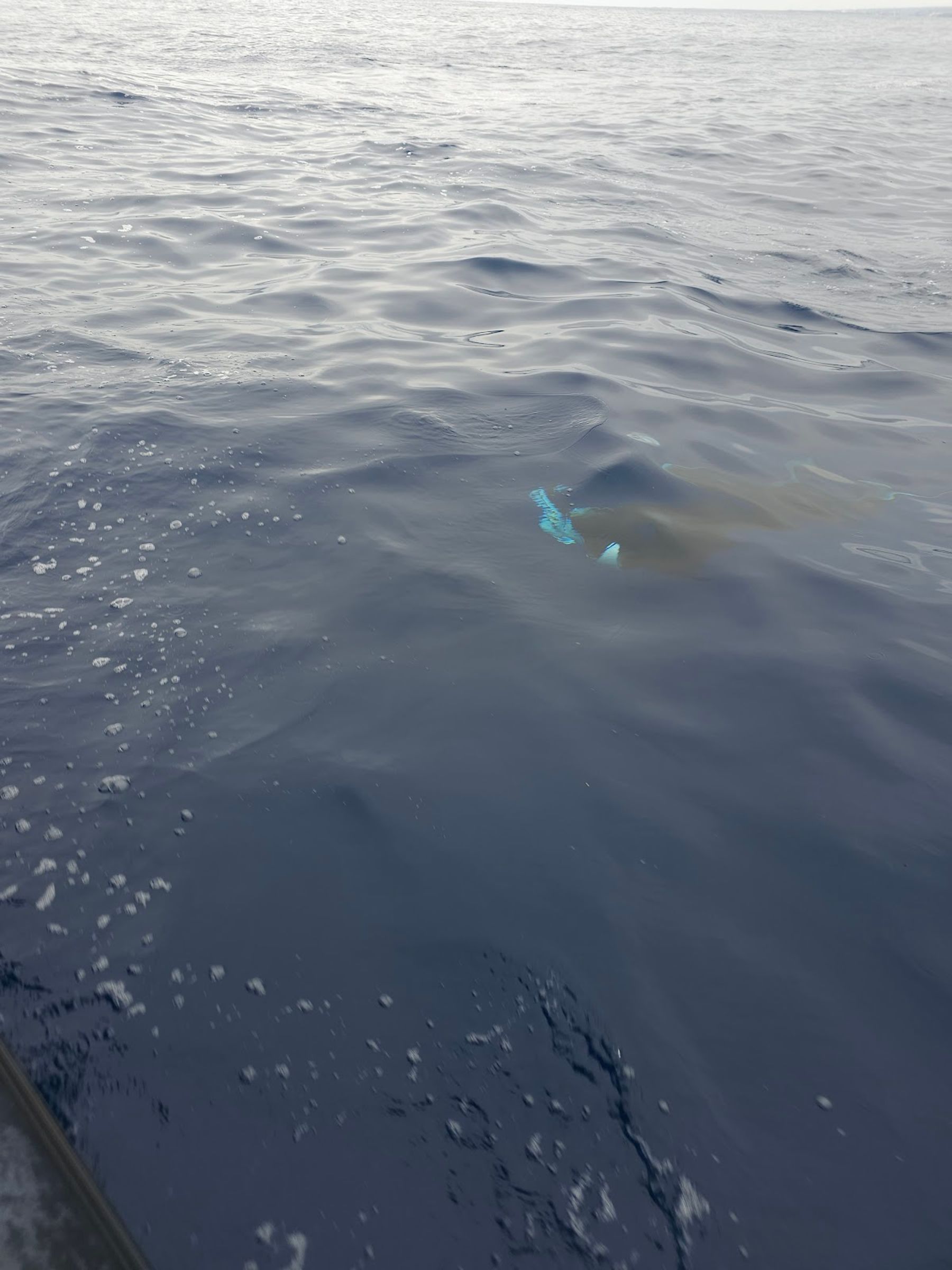 Photo 9 of Captain Zodiac in Kailua-Kona, Big Island