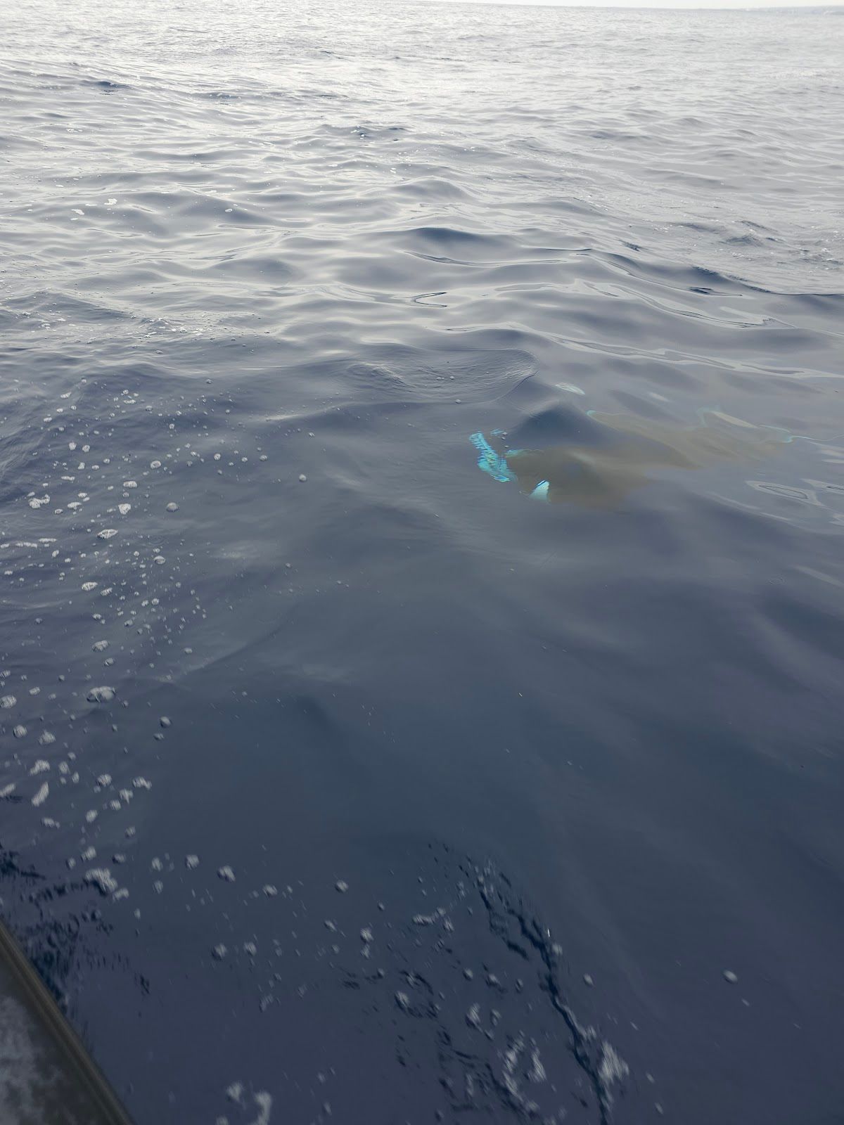 Photo 9 of Captain Zodiac in Kailua-Kona, Big Island