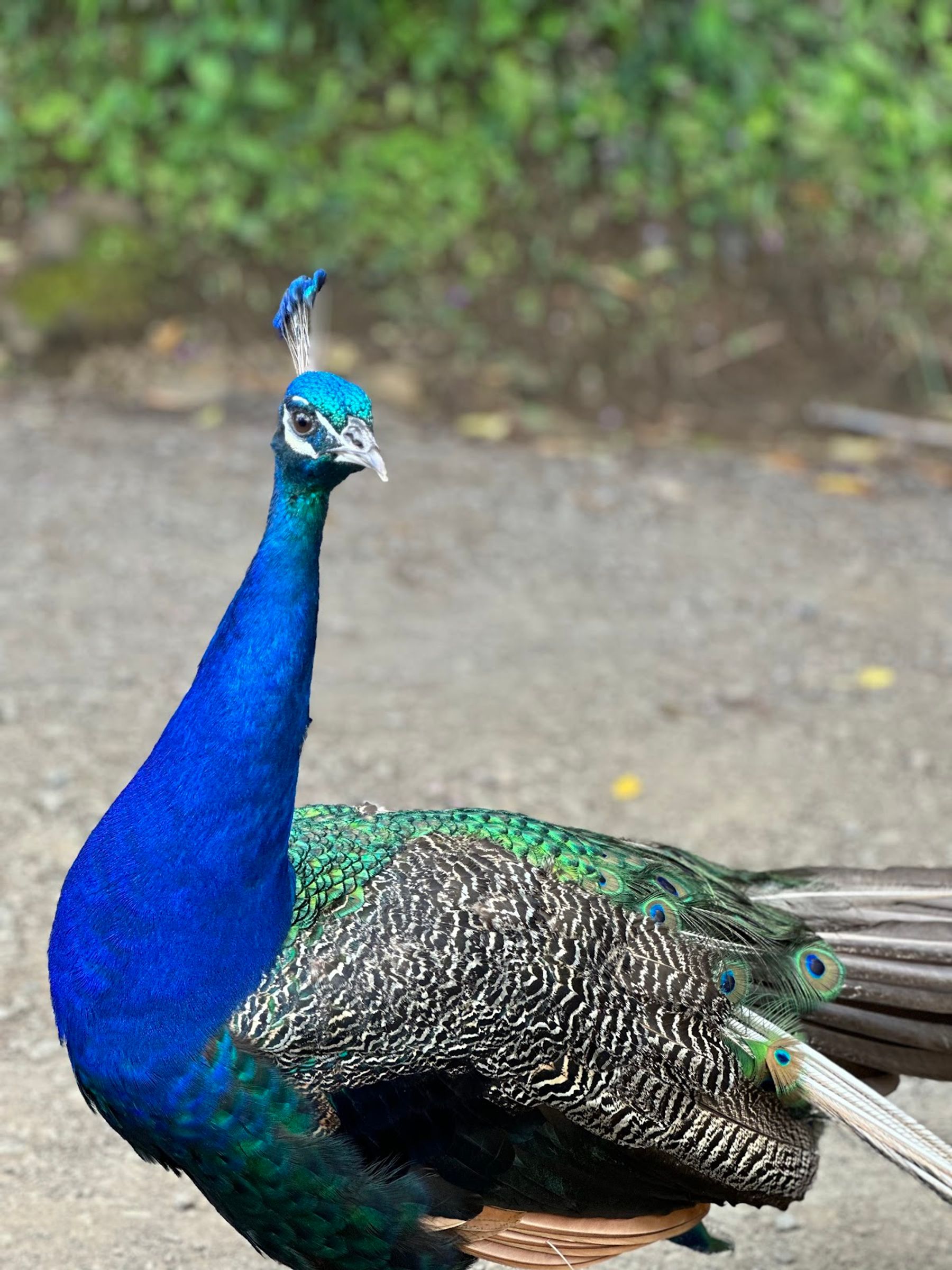 Photo 8 of Garden of Eden Arboretum in Keʻanae-Nāhiku, Maui