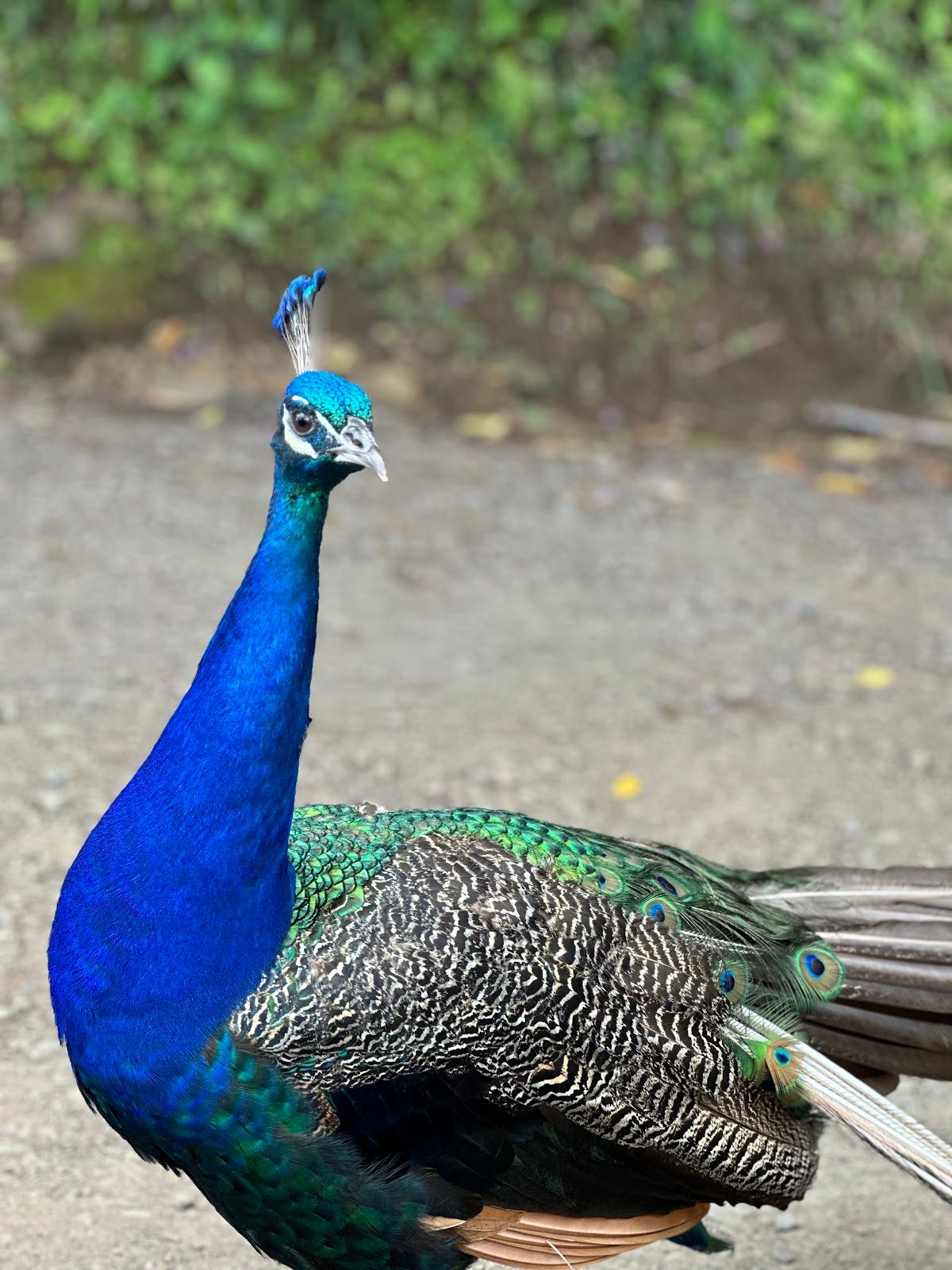Photo 8 of Garden of Eden Arboretum in Keʻanae-Nāhiku, Maui