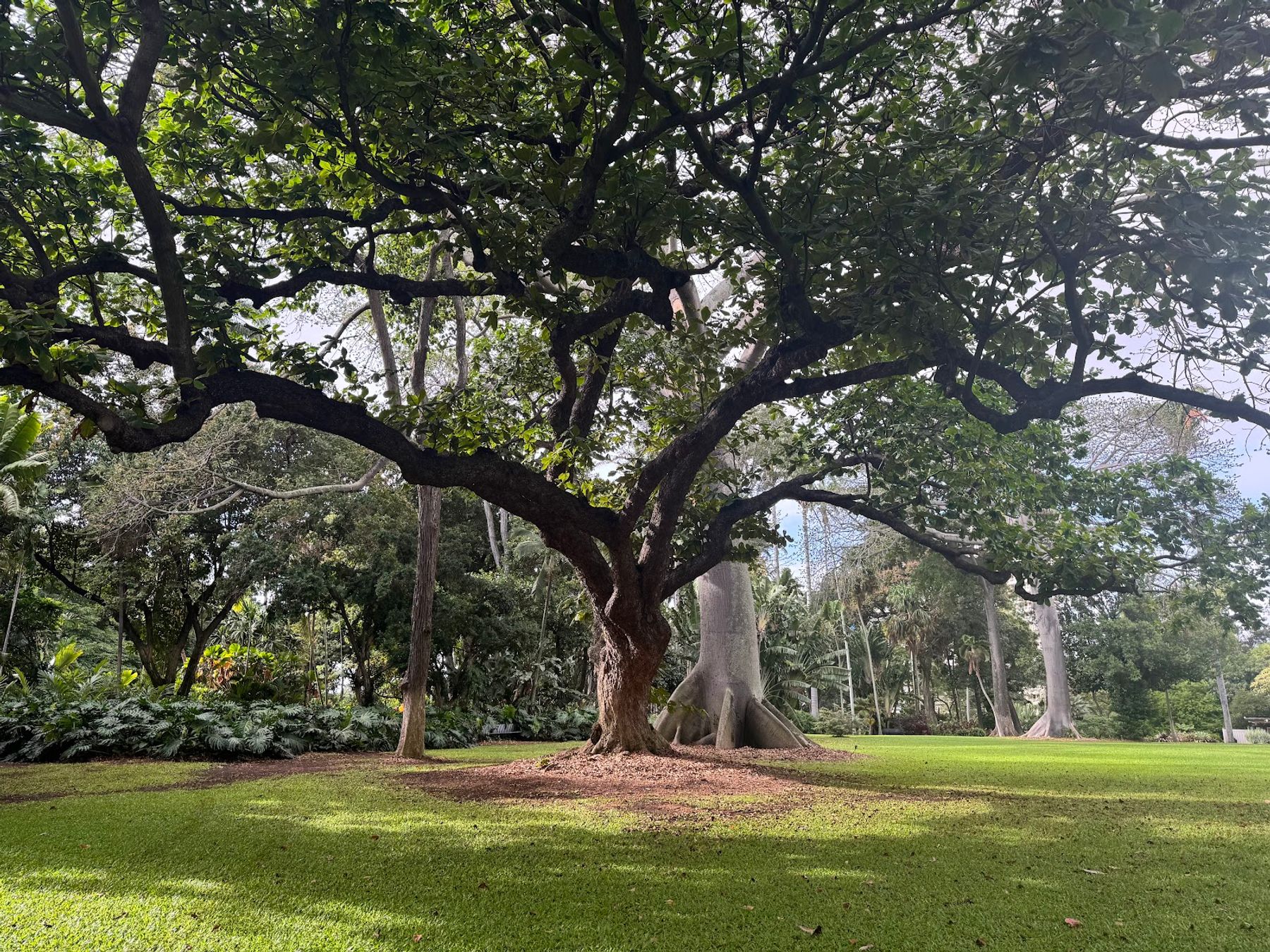 Photo 7 of Foster Botanical Garden in Downtown, Chinatown & Kakaʻako, Oahu