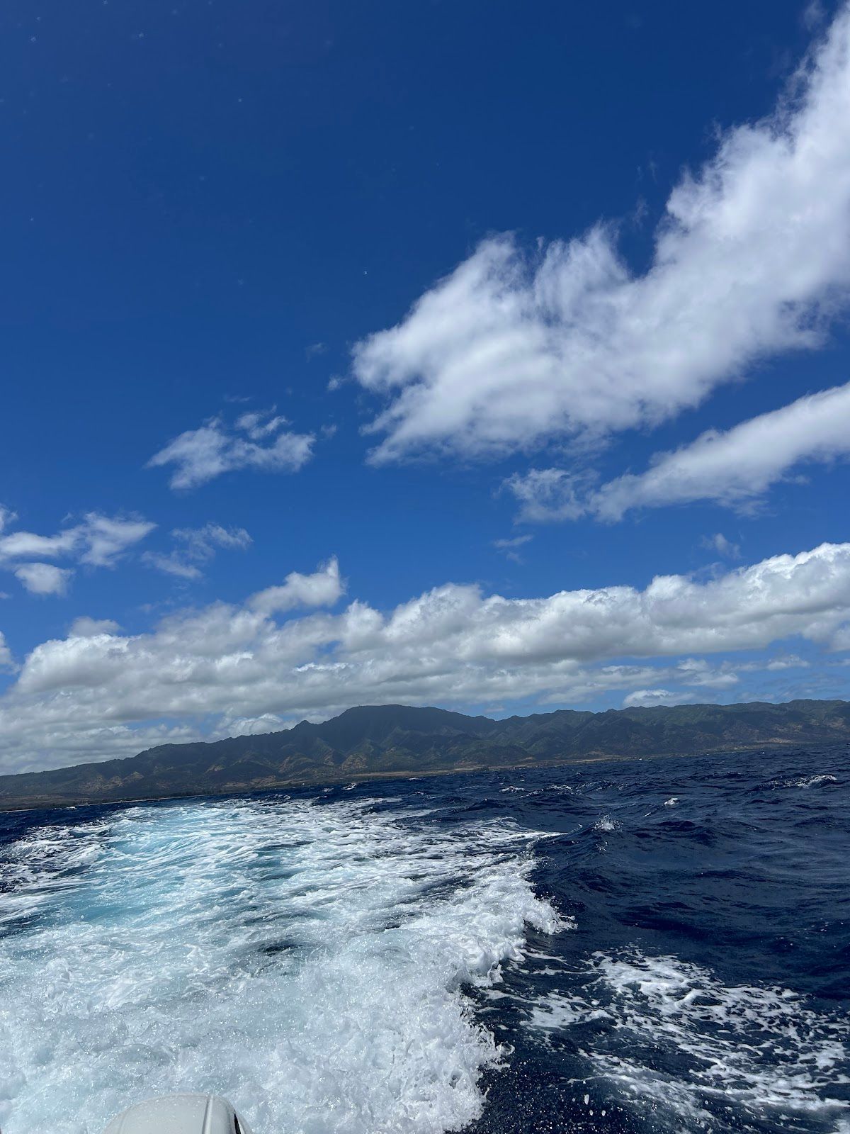 Photo 6 of Hawaii Adventure Diving in Haleʻiwa, Oahu