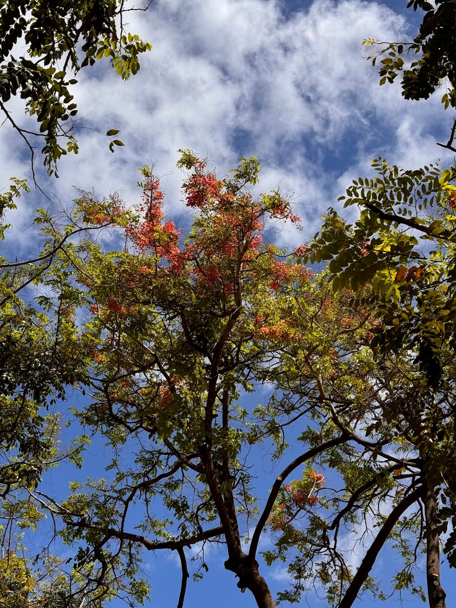 Photo 7 of Patsy T. Mink Central Oahu Regional Park in Waipahu & Kunia, Oahu