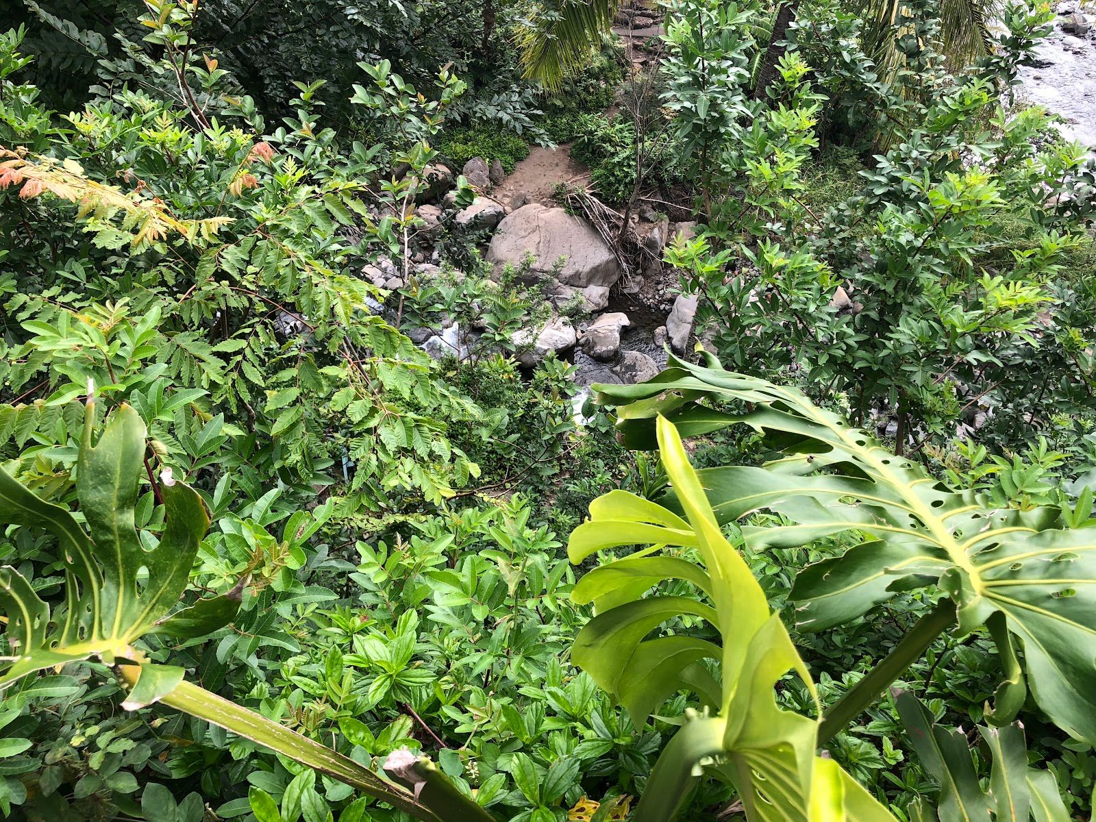 Photo 7 of ʻIao Needle Lookout Trail and Ethnobotanical Loop in Wailuku, Maui