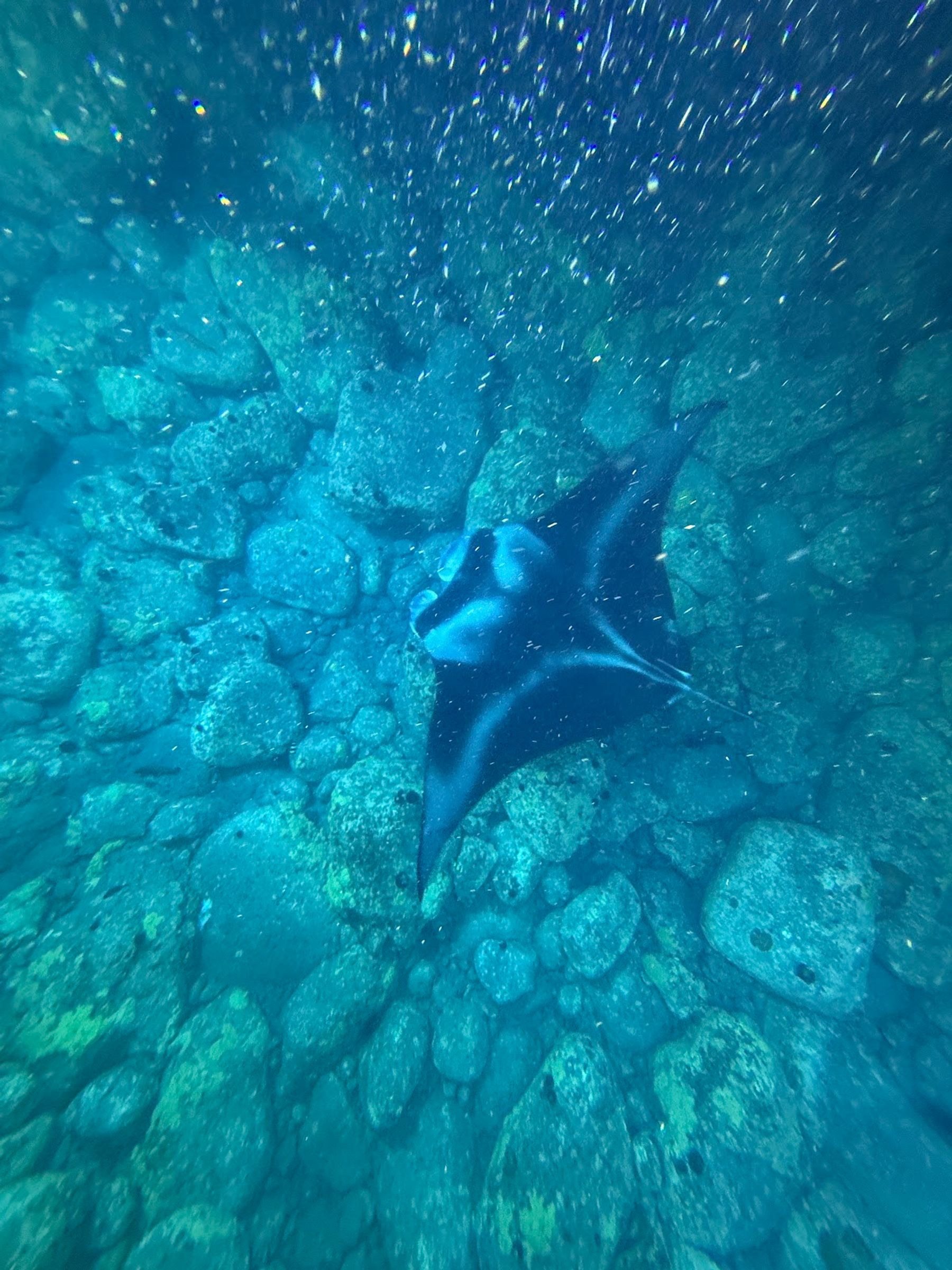 Photo 6 of Manta Ray Night Snorkel in Kailua-Kona, Big Island