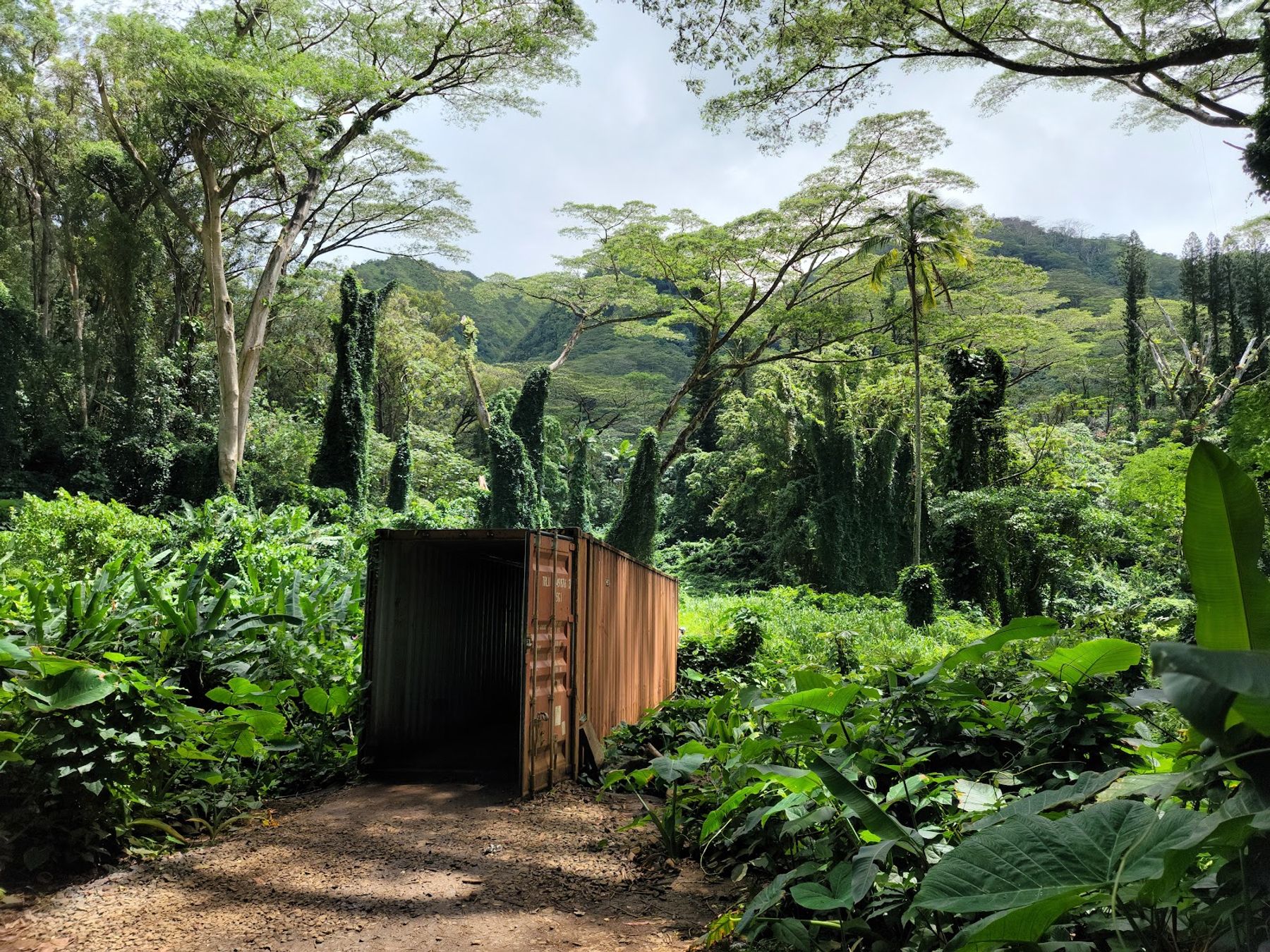 Photo 2 of Mānoa Falls Trail in Mānoa, Makiki & Nuʻuanu, Oahu