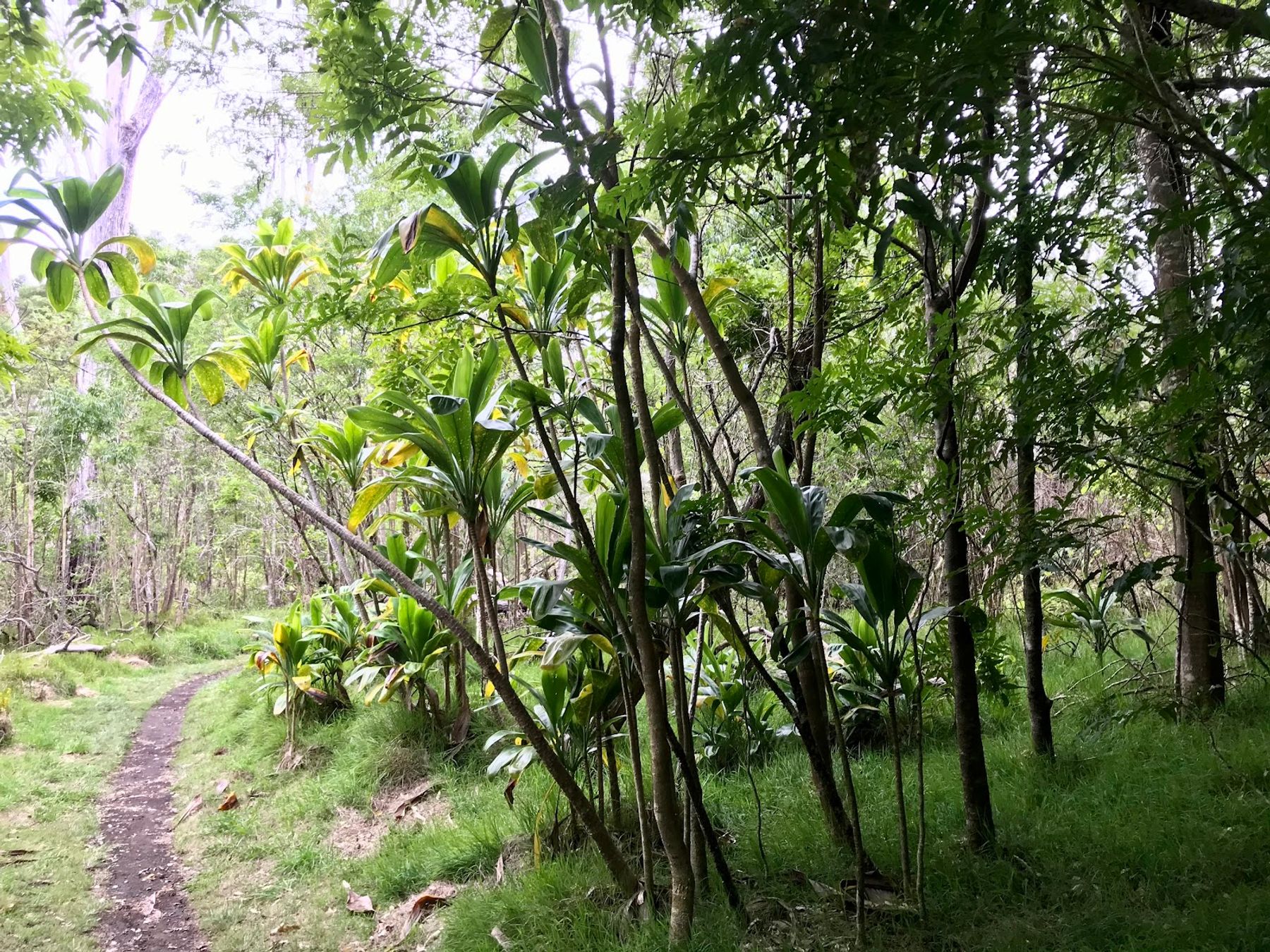 Photo 10 of Kipuka Puaulu Trail in Volcano, Big Island