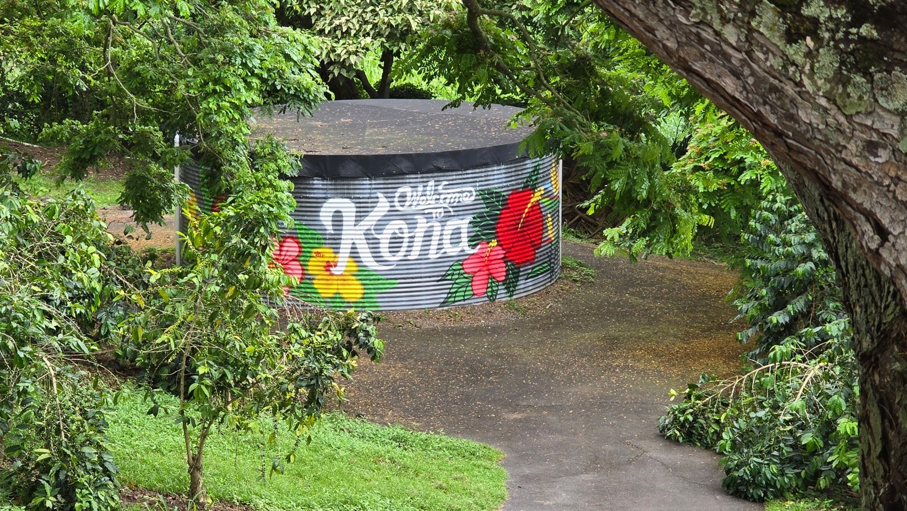 Photo 6 of Rising Kona Coffee Farm Tours in Hōlualoa, Big Island