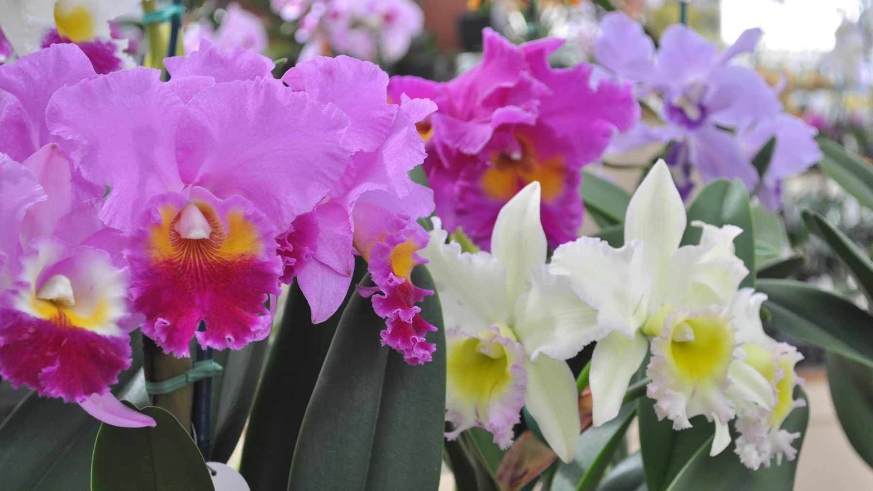 Photo 1 of Akatsuka Orchid Gardens in Volcano, Big Island