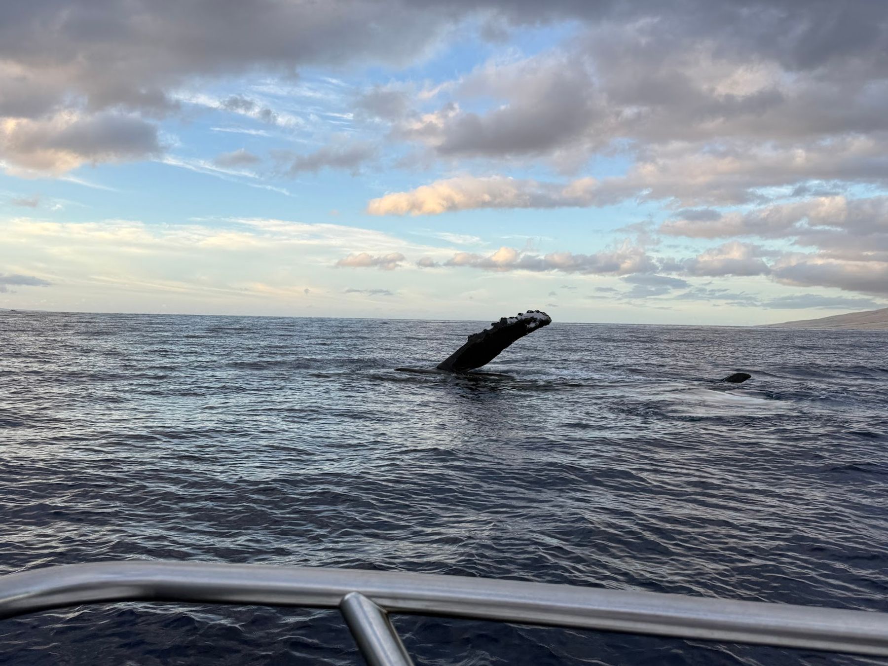 Photo 4 of Maui Ocean Adventures in Lāhainā, Maui