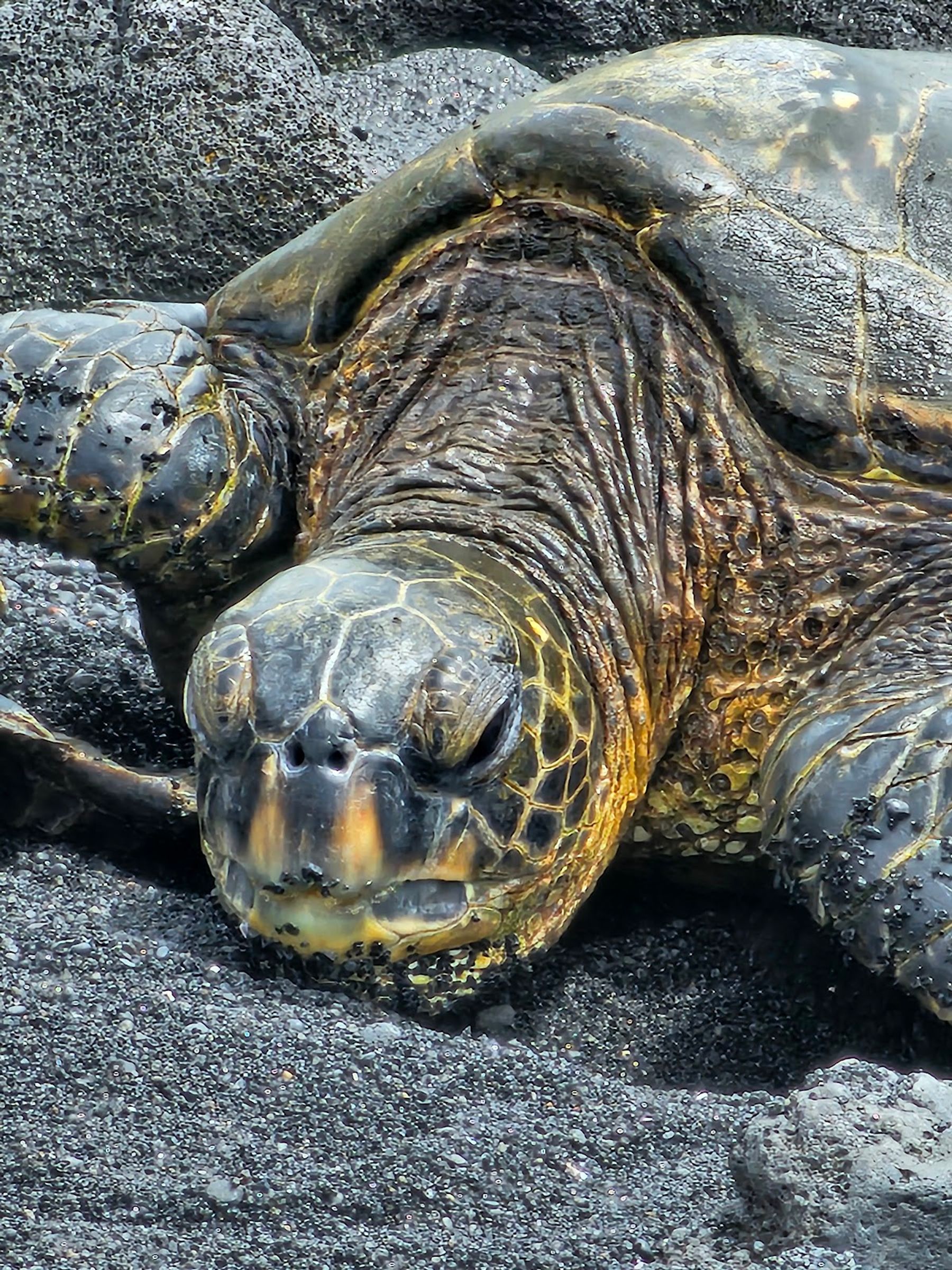 Photo 5 of Kailani Tours Hawaii in Kailua-Kona, Big Island