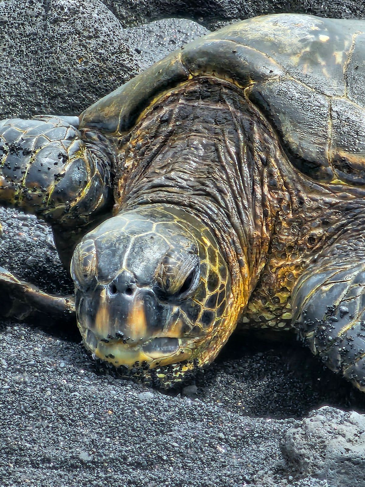 Photo 5 of Kailani Tours Hawaii in Kailua-Kona, Big Island