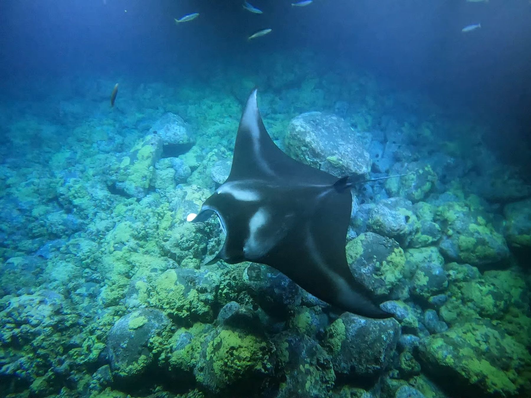 Photo 4 of C Big Island Tours in Hilo, Big Island