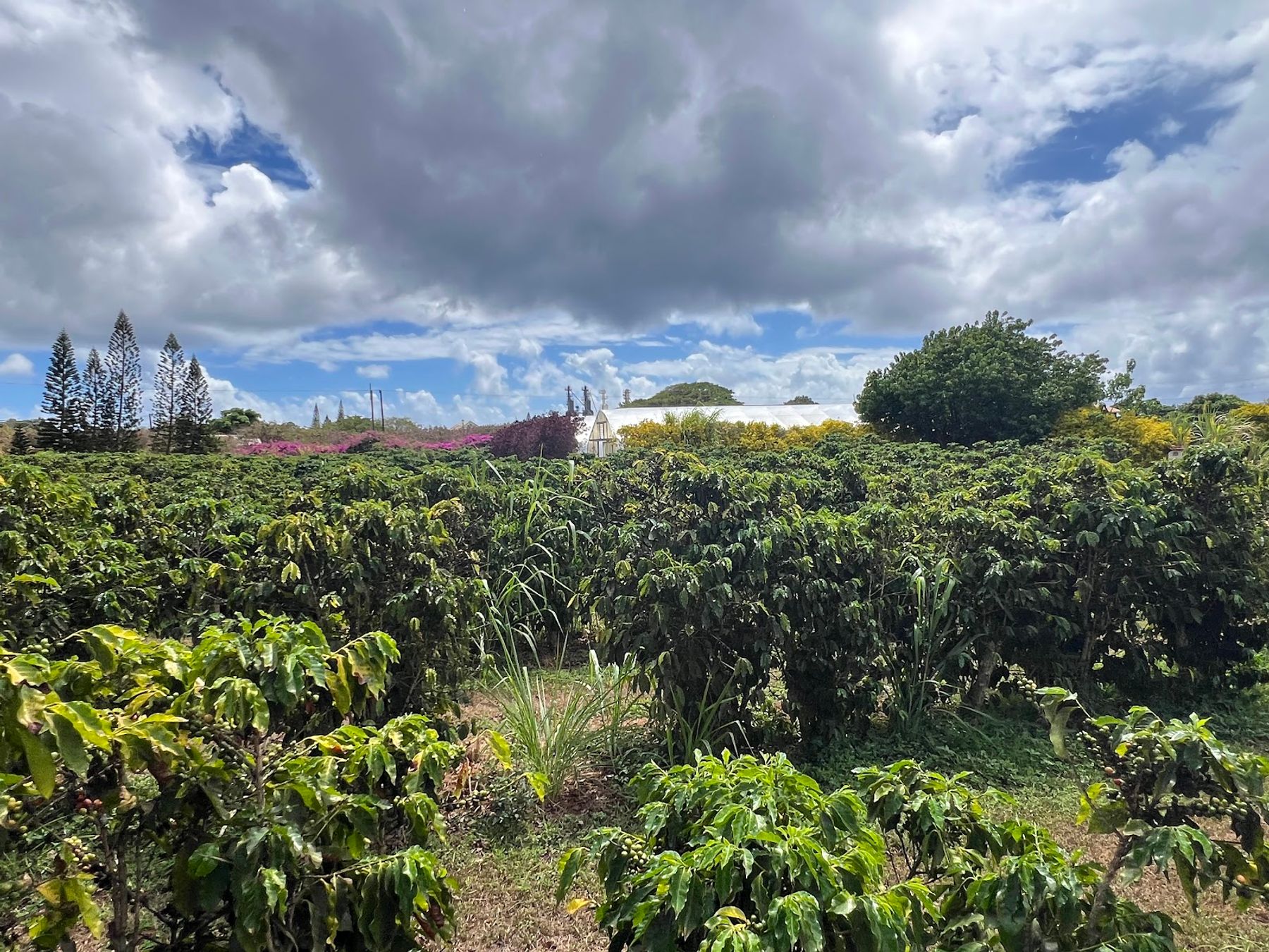 Kauai Coffee Plantation in Kalaheo, Kaua‘i photo 4