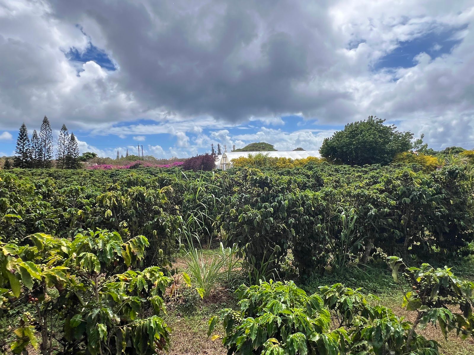 Kauai Coffee Plantation in Kalaheo, Kaua‘i photo 4