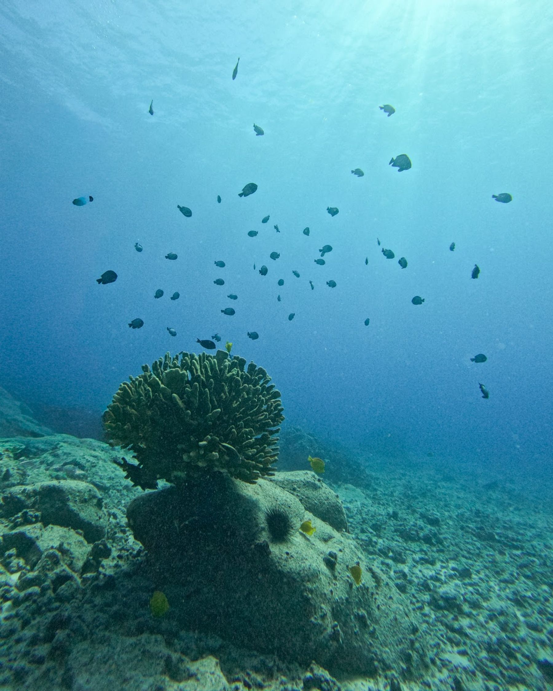 Photo 10 of Manta Ray Dives of Hawai‘i in Kailua-Kona, Big Island